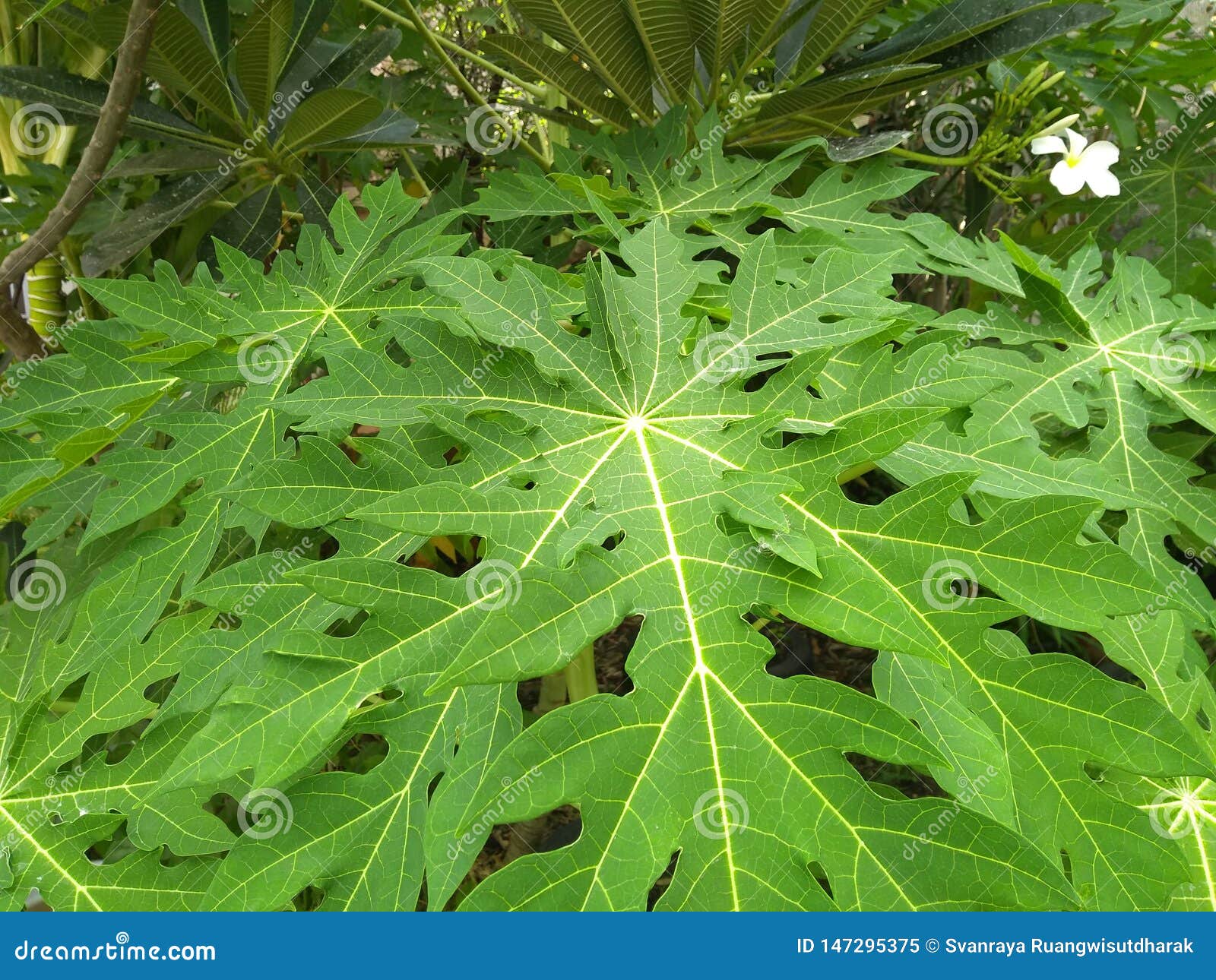 Leaves Papaya Tree Stock Images Download 1,463 Royalty Free Photos