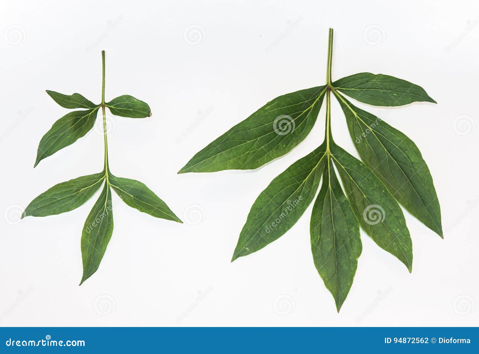 Leaves and Petals of Peonies Stock Photo Image of floral, isolated