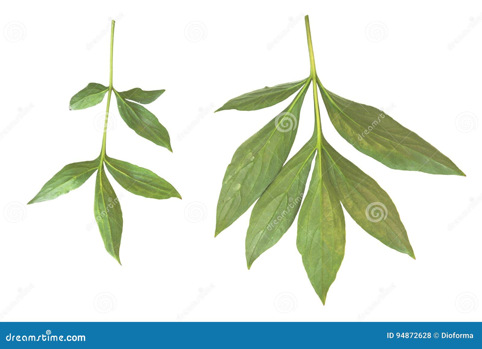 Leaves and Petals of Peonies Stock Photo Image of nature, beauty