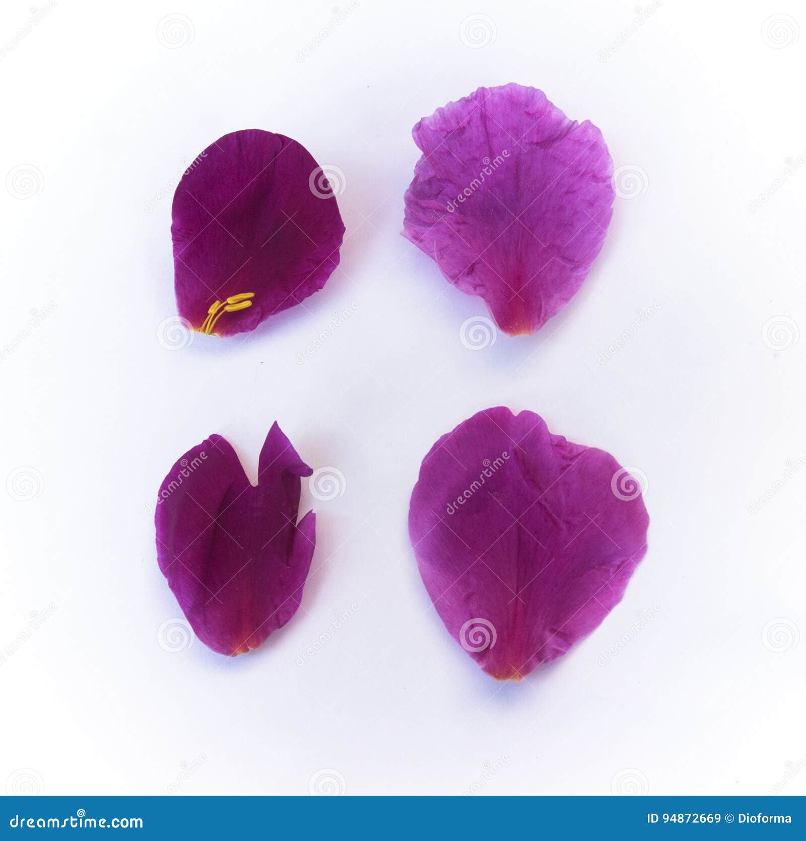 Leaves and Petals of Peonies Stock Image Image of flower, pretty