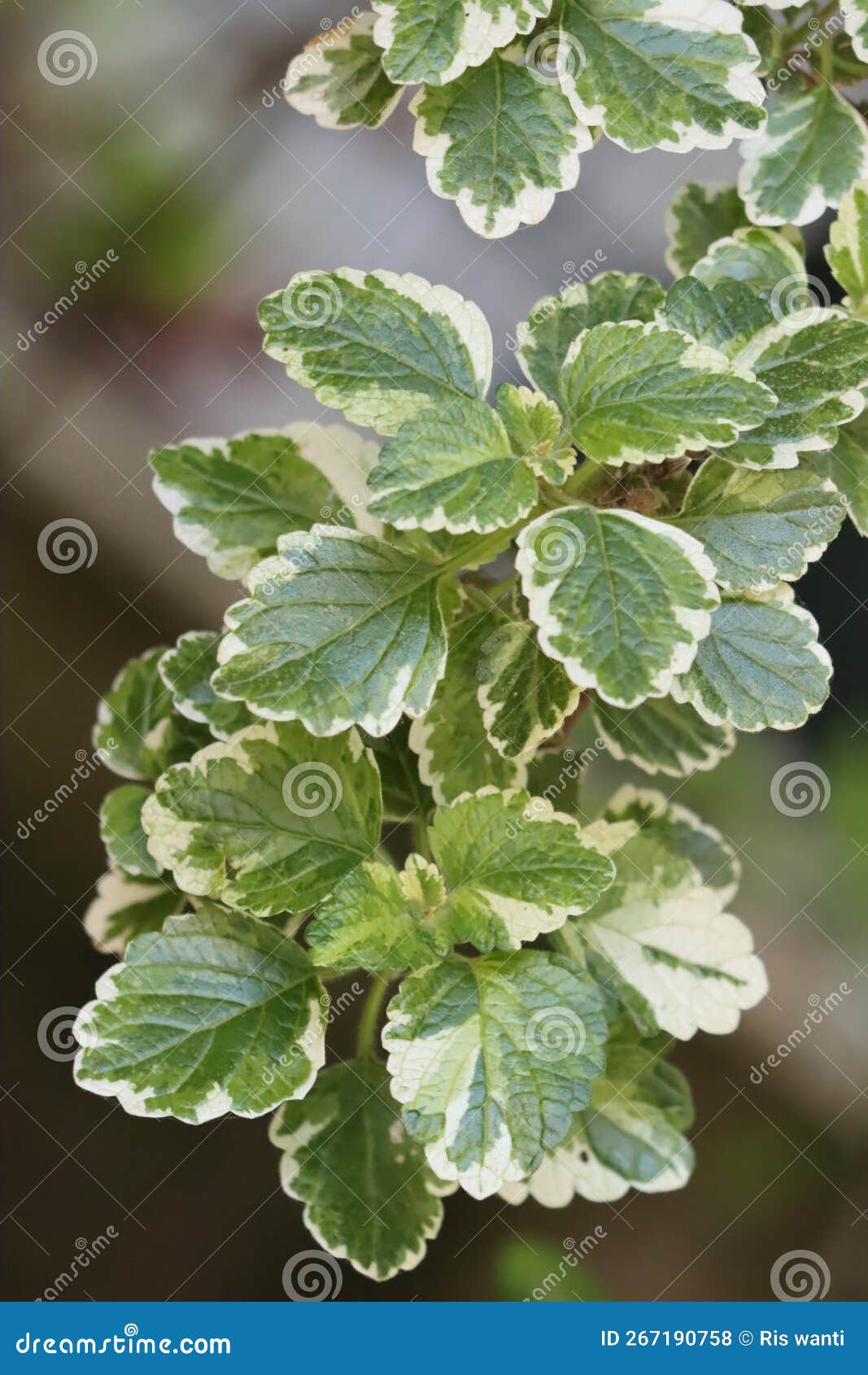 leaves photo. plectranthus coleoides. ornamental plant. falso incenso.