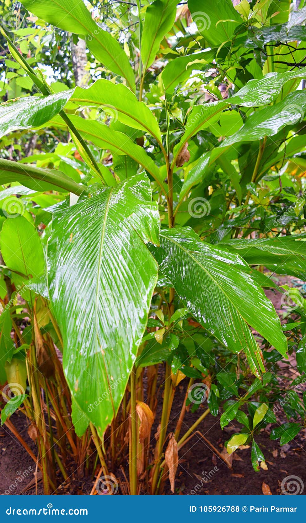 Leaves And Plant Of Cardamom Elettaria Cardamomum Maton Malabar Elaichi Spice Plantation In Kerala India Stock Photo Image Of Estate Ilaychi 105926788,Parmigiano Reggiano Cheese Plate