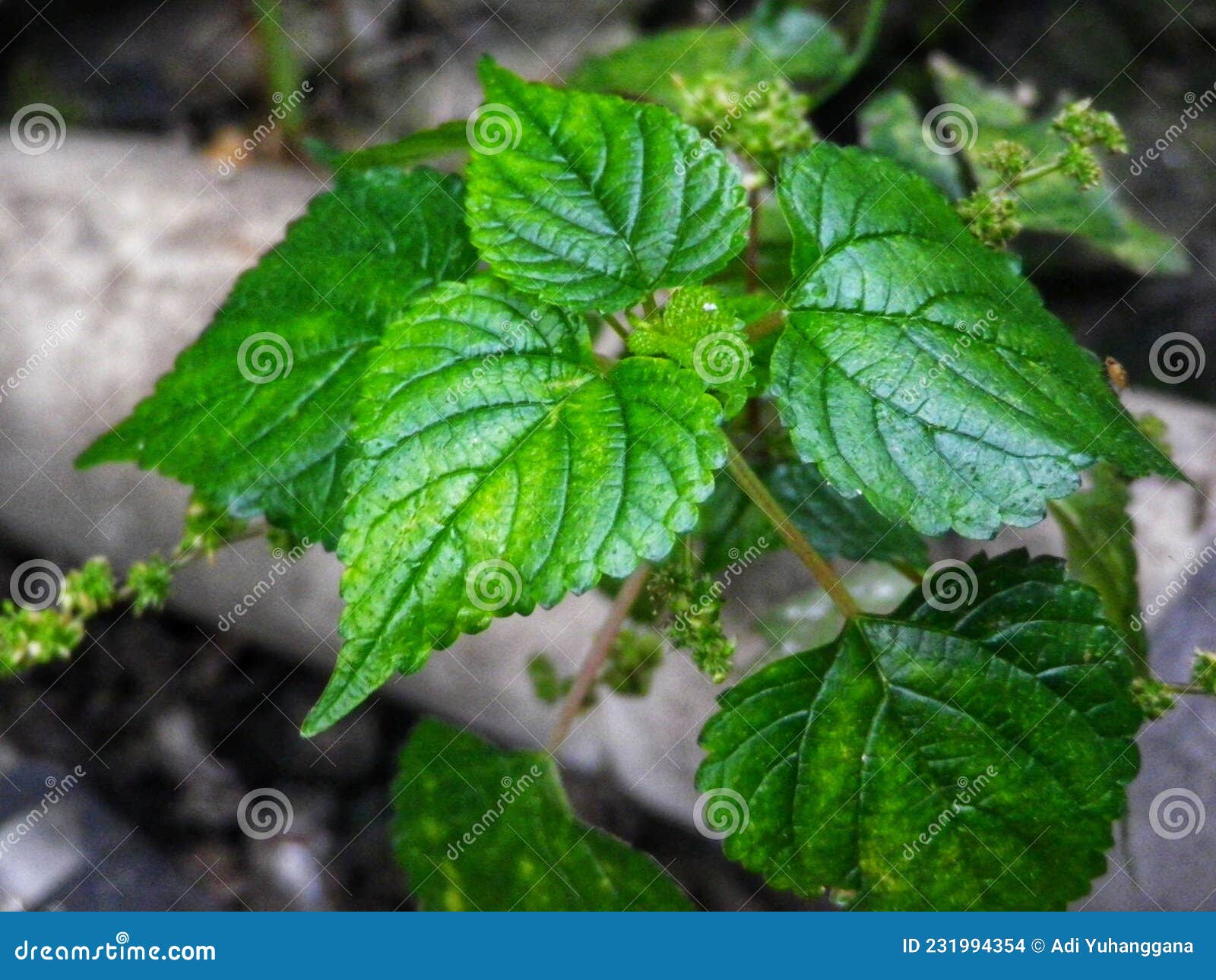 Leaves of Plants that Look Green and Beautiful Stock Photo Image of