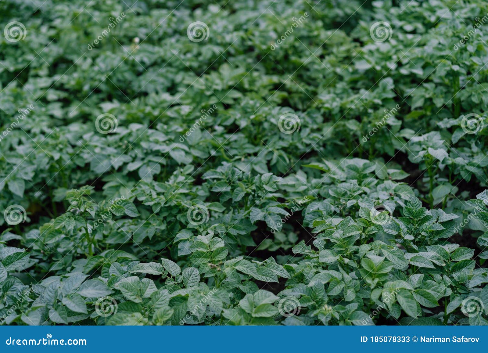 Leaves of Potato Growing in the Ground Stock Image Image of organic