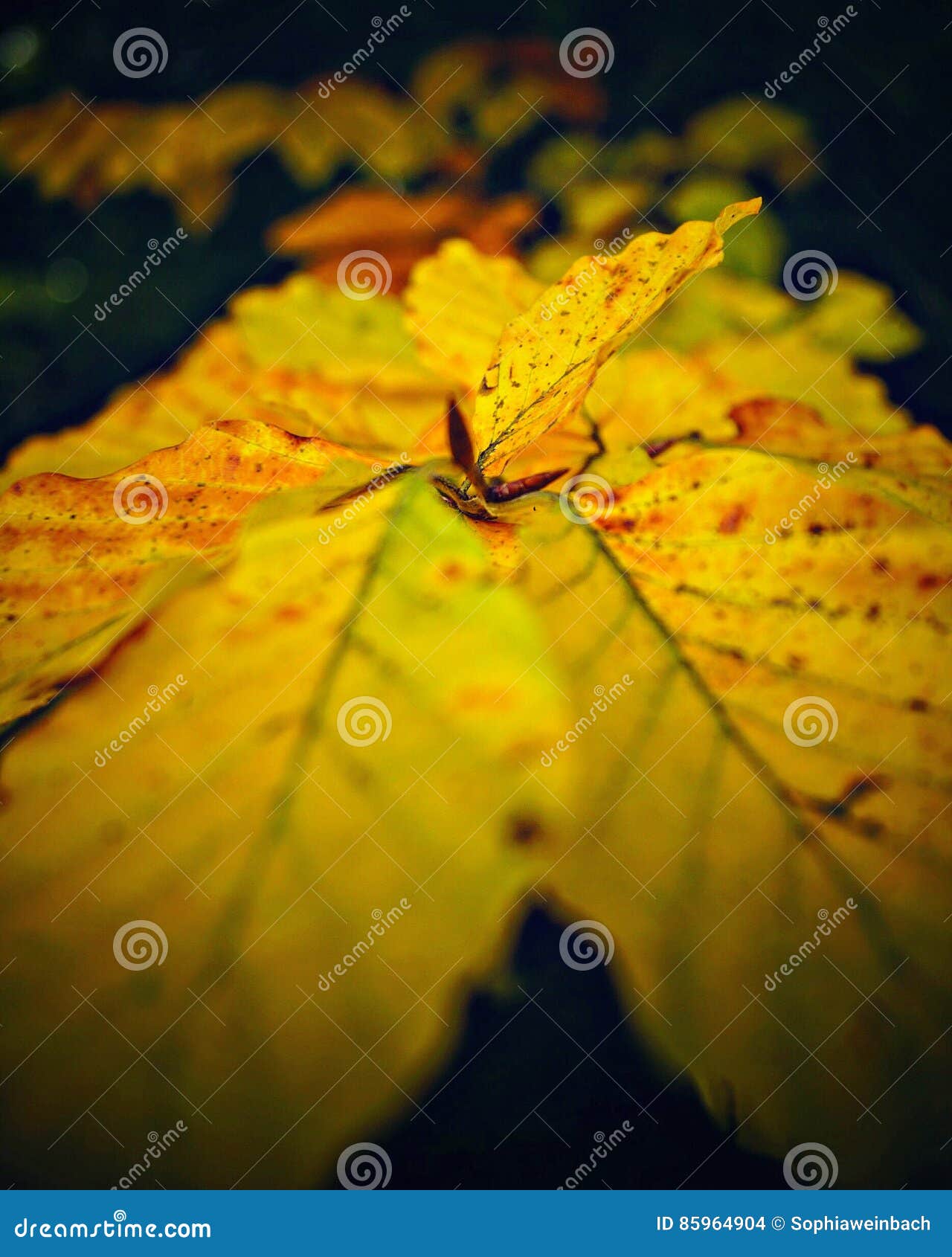 Leaves are pretty stock photo. Image of pretty, autumn - 85964904