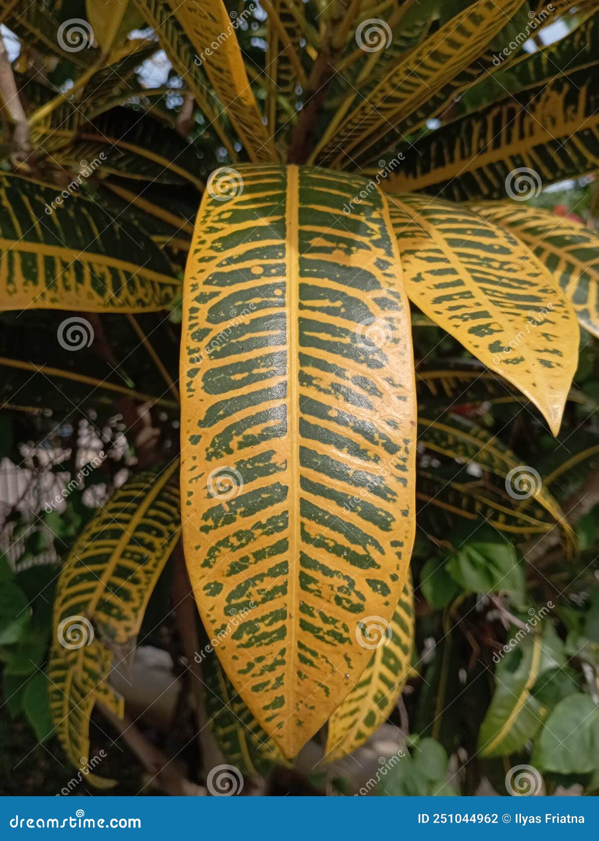 The Leaves of the Puring Ornamental Plant with the Scientific Name