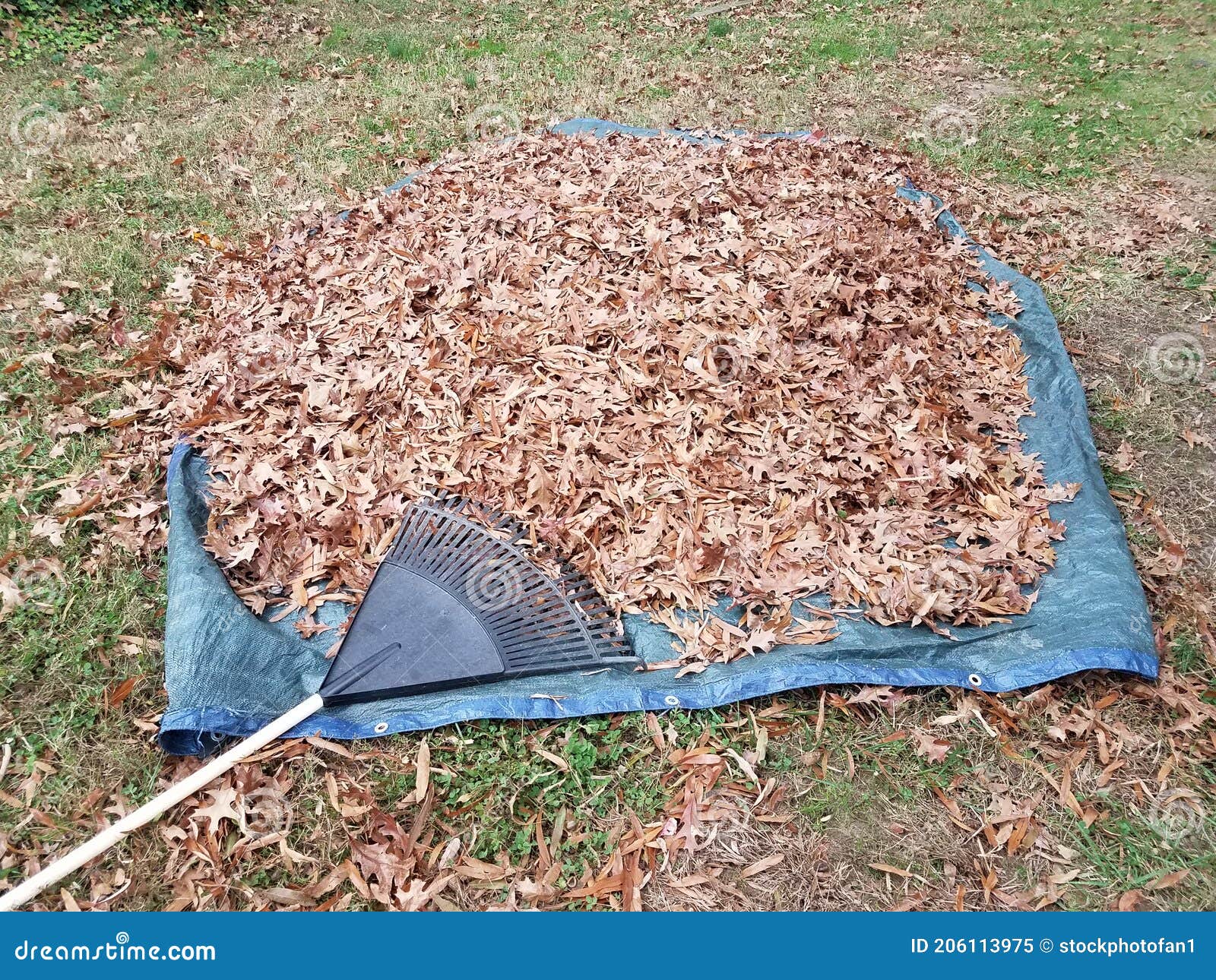 Leaves and Rake on Blue Tarp in Autumn Stock Image - Image of yard ...