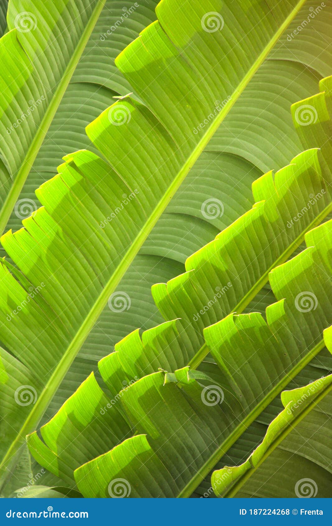 Flower of Ravenala Madagascariensis Stock Photo - Image of leaf, pattern:  97525378