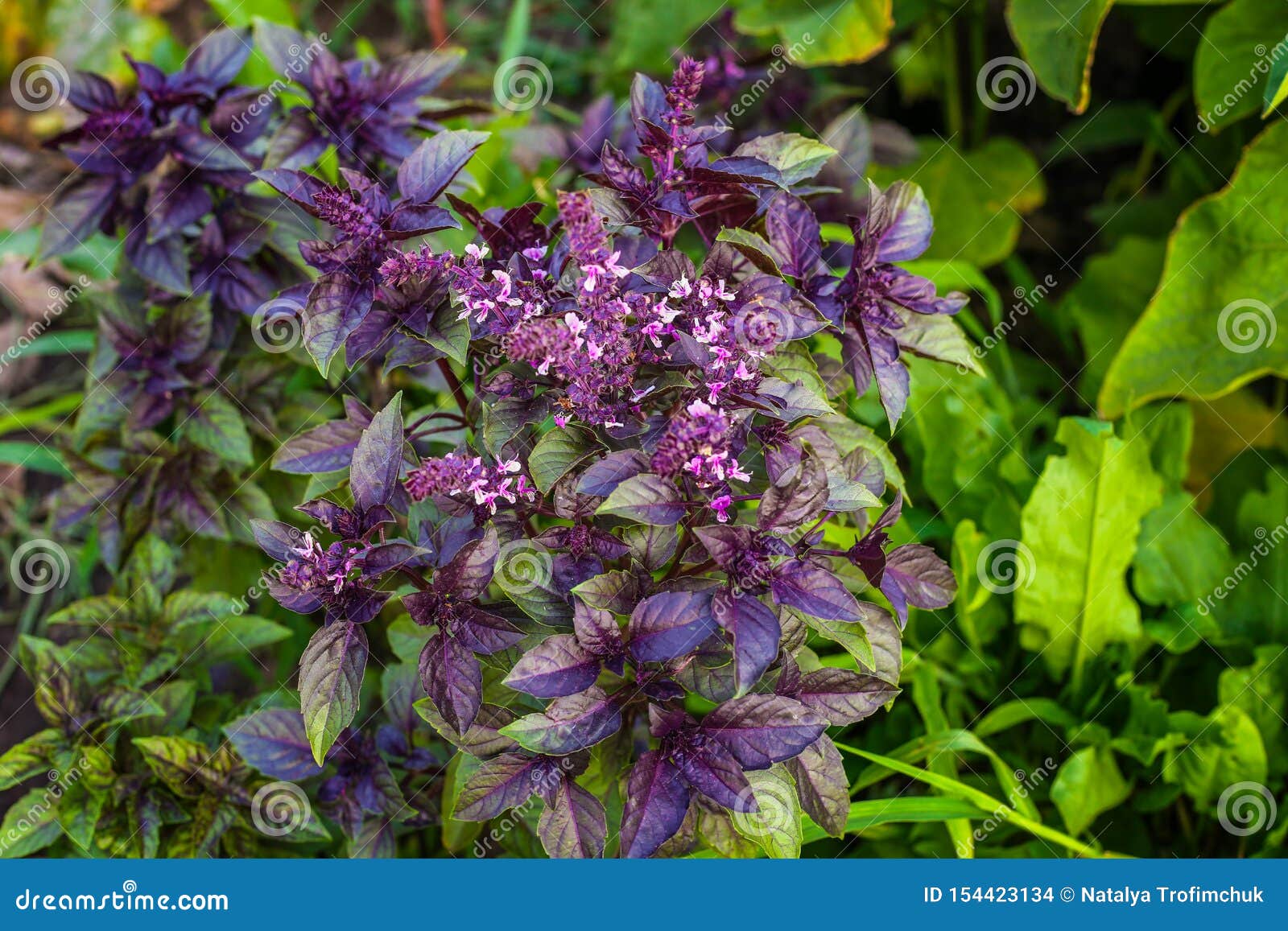 Leaves of Red Basil / Basil Plant / Basil. Red Basil in the Garden Stock Photo Image of food