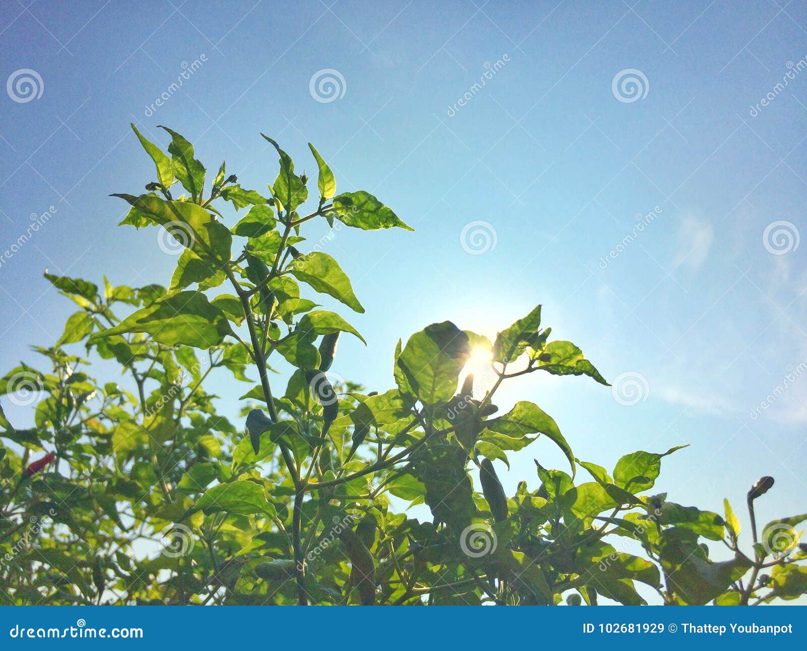 Leaves reflect sunlight stock image. Image of tree, sunlight 102681929