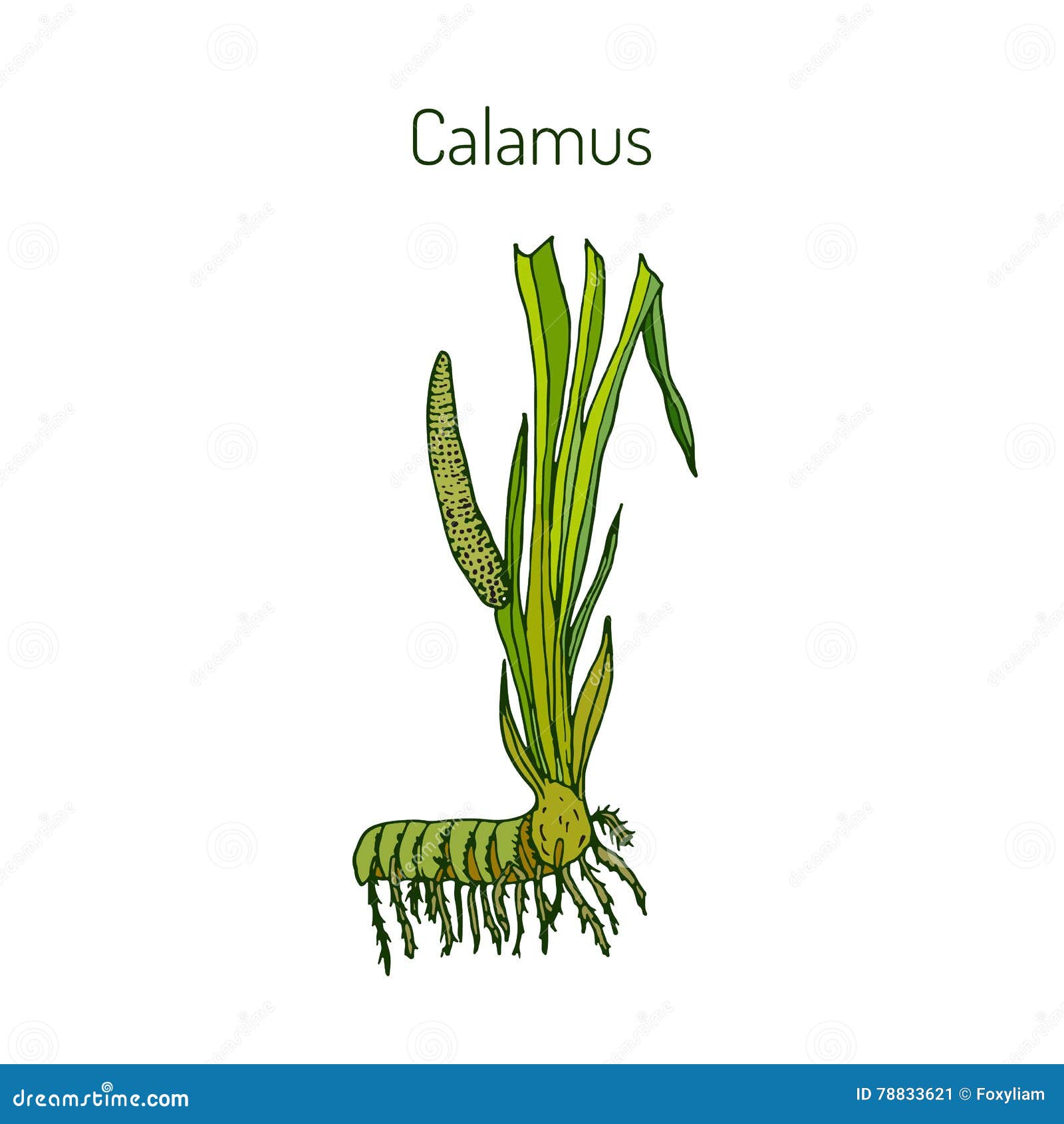 Leaves and Root of Acorus Calamus Stock Vector Illustration of acorus, lifestyle 78833621