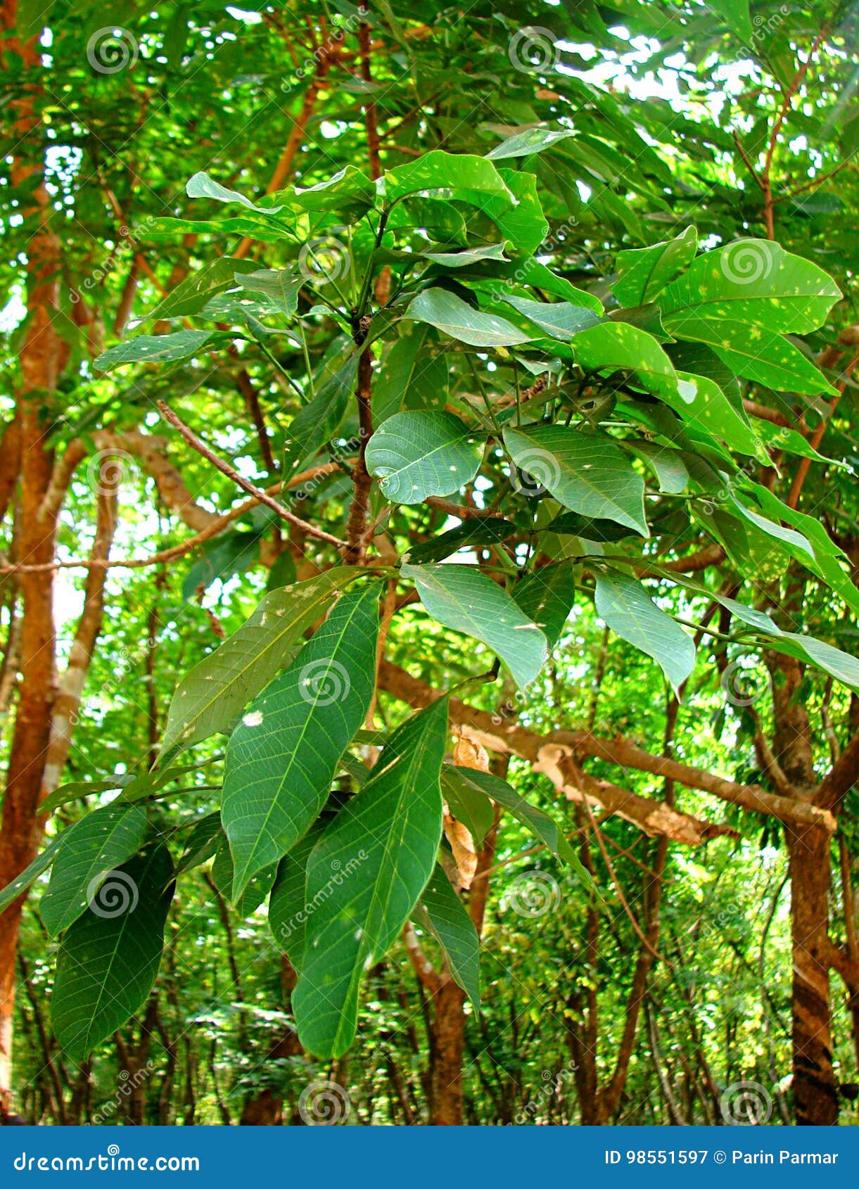 leaves of rubber tree - hevea brasiliensis
