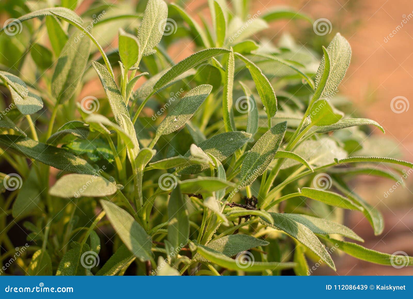 Leaves of Sage Plant Herb, Sage in Vegetable Garden Stock Image Image