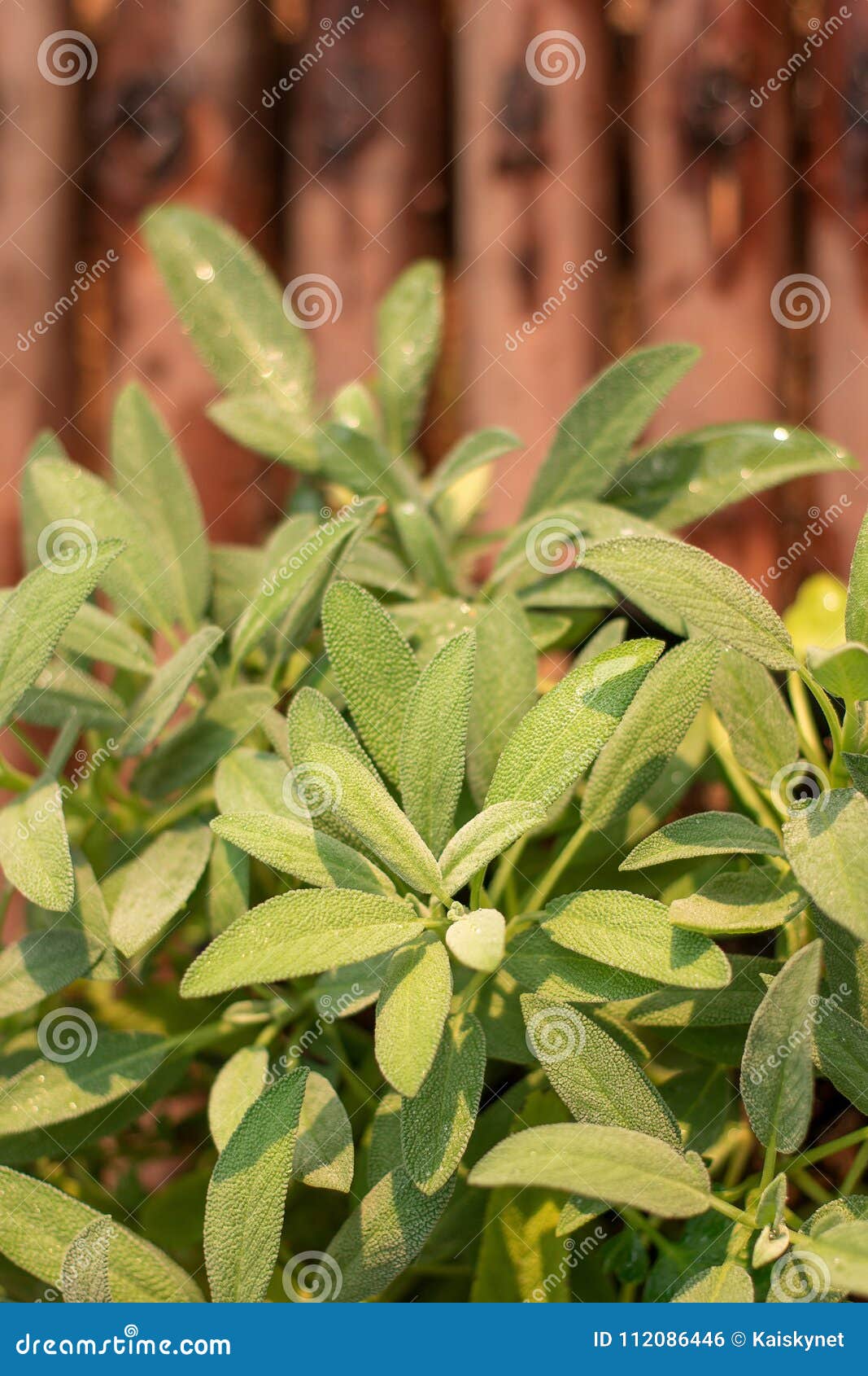 Leaves of Sage Plant Herb, Sage in Vegetable Garden Stock Photo Image