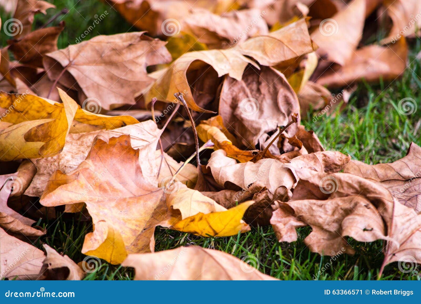 Leaves stock image. Image of seasonal, leaves, cycle 63366571