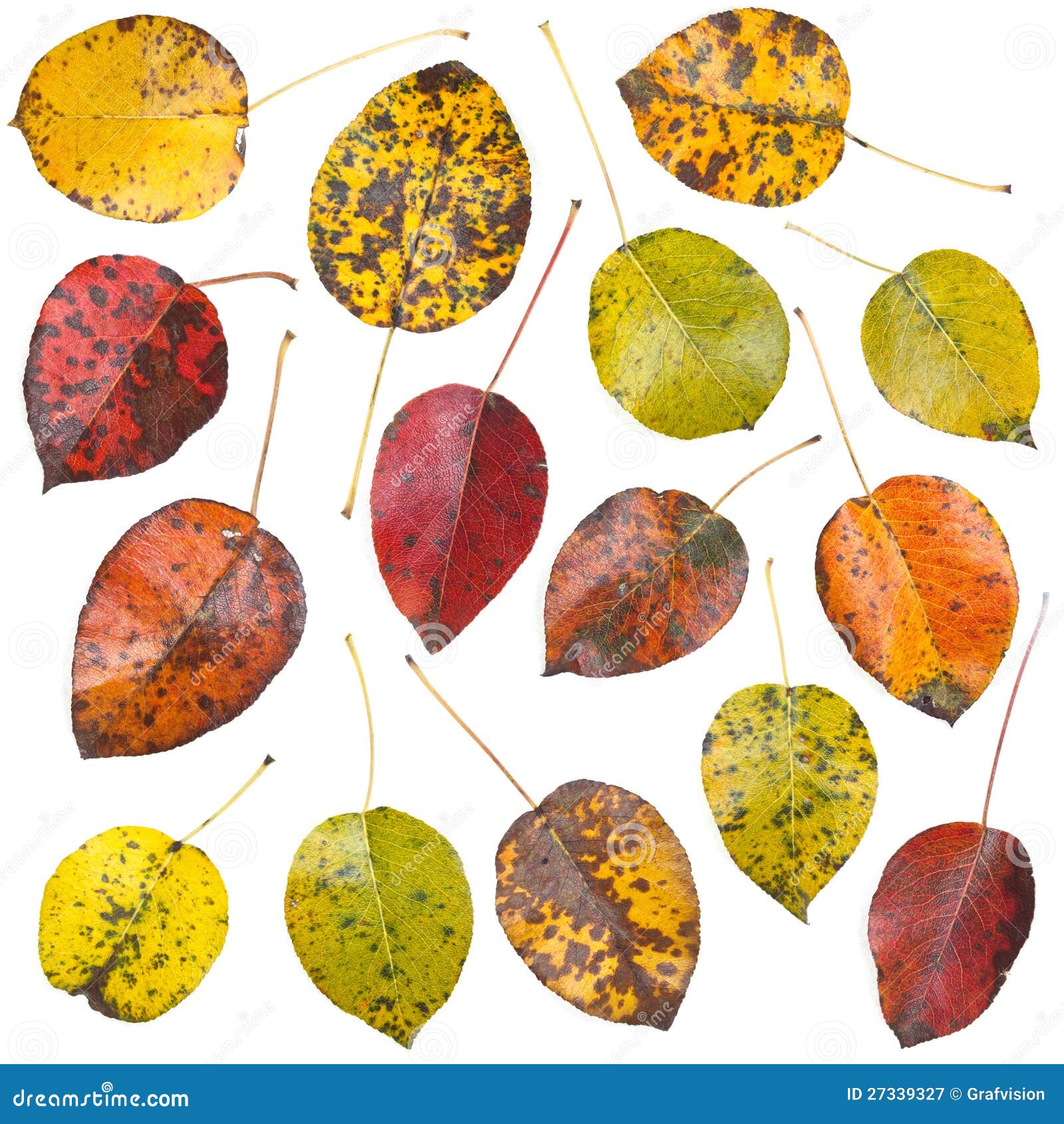 Leaves set stock image. Image of variation, vivid, leaf - 27339327