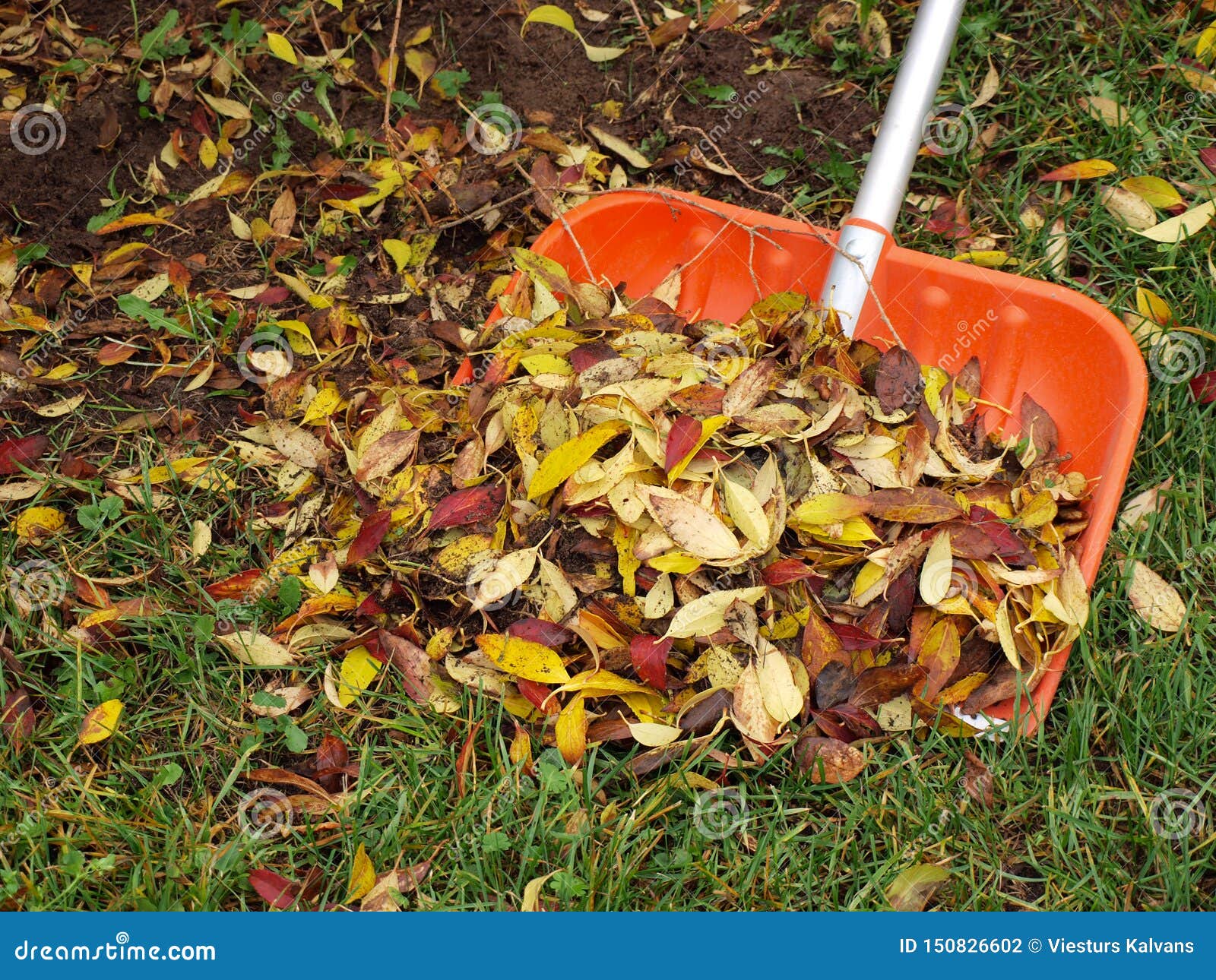 Leaves on shovel stock photo. Image of close, autumn - 150826602