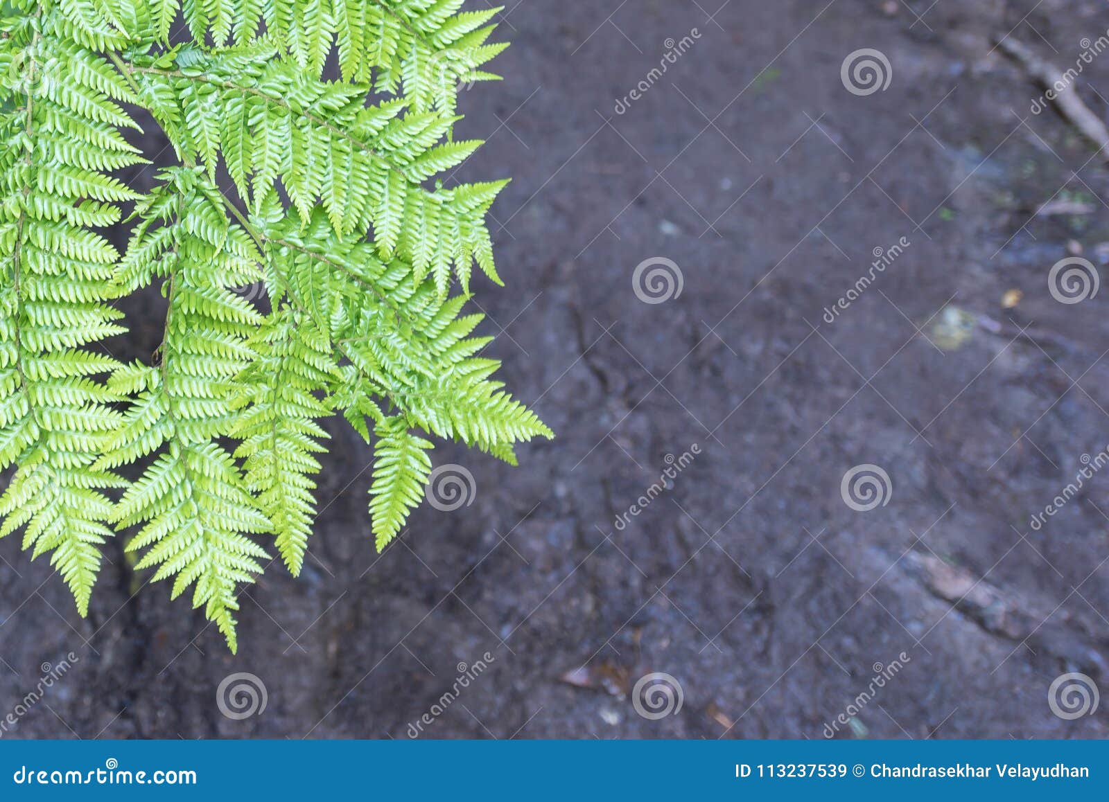 Leaves of the silver fern stock image. Image of grey - 113237539