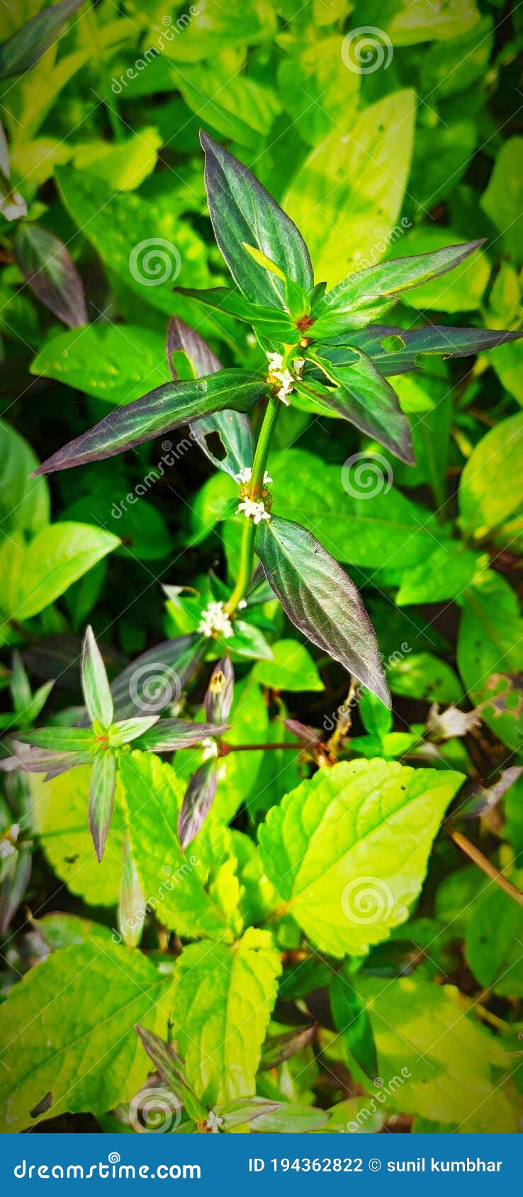 leaves and small fowers