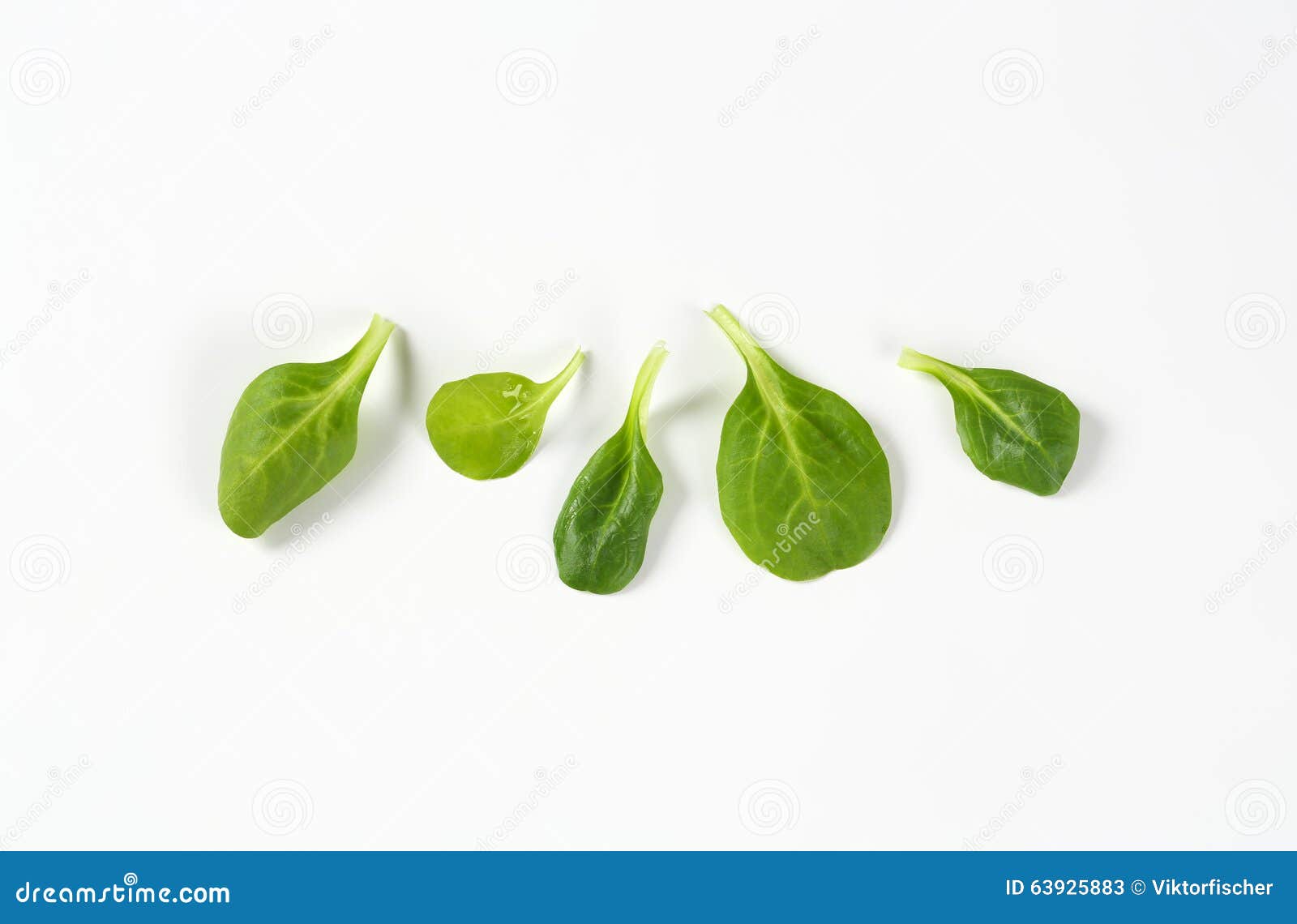 Leaves of spinach stock image. Image of spinach, plant 63925883
