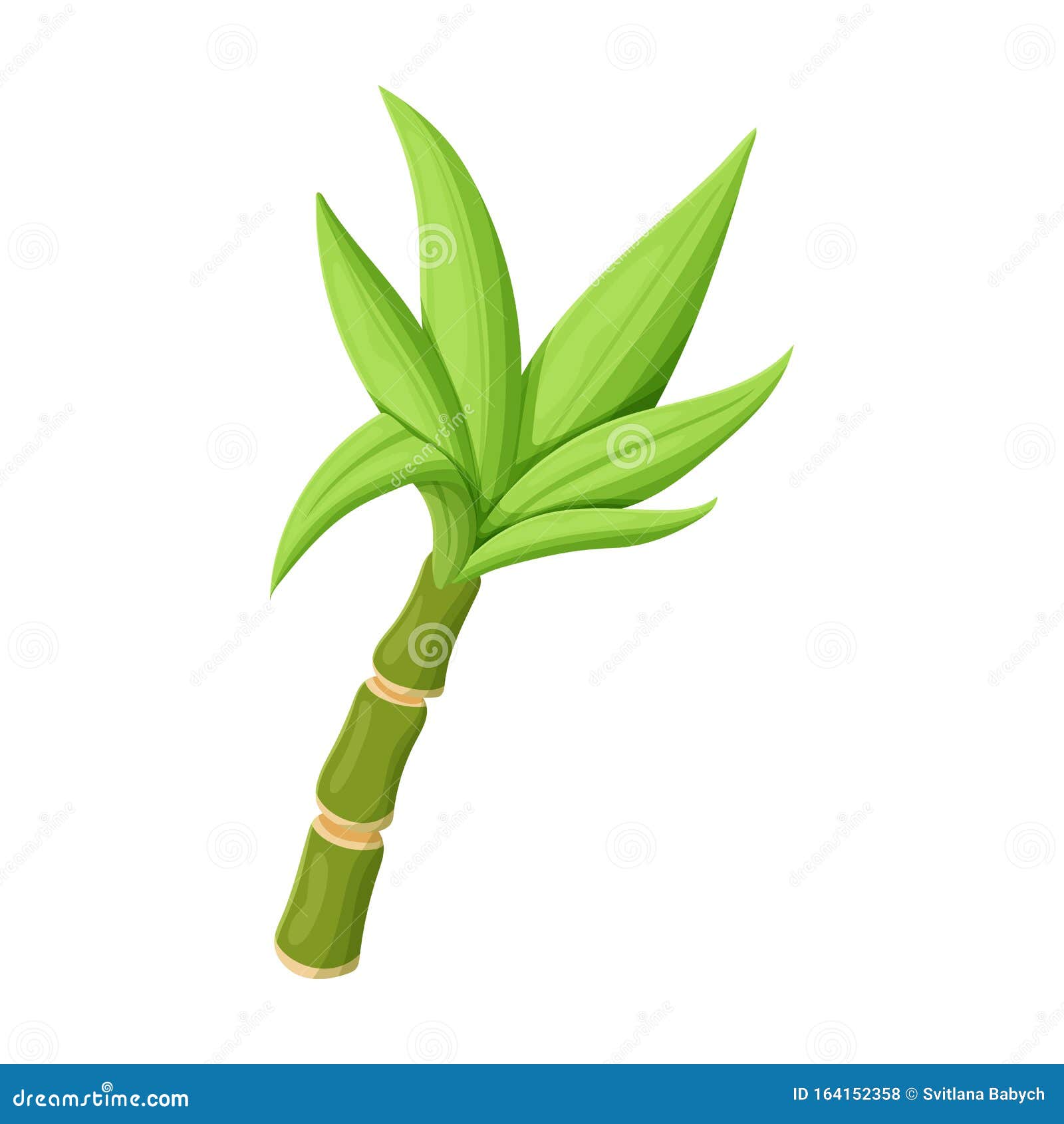 Leaves of Sugarcane Vector  Vector Icon Isolated on White  Background Leaves of Sugarcane . Stock Vector - Illustration of crop,  fresh: 164152358
