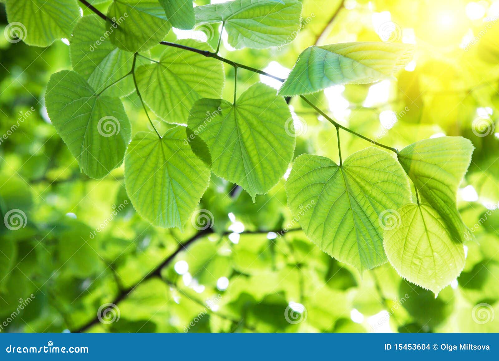 photo free leaves frame green In Leaves Image: Stock Images 15453604 Sunlight photo free leaves frame green In Leaves Image: Stock Images 15453604 Sunlight