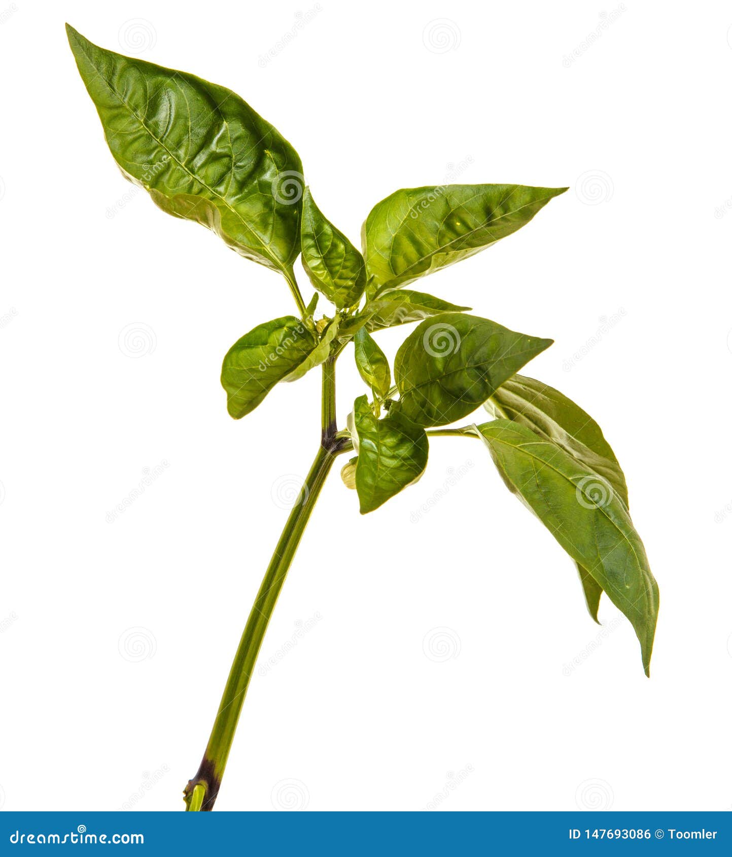 Leaves of Sweet Pepper. Isolated on White Stock Photo Image of