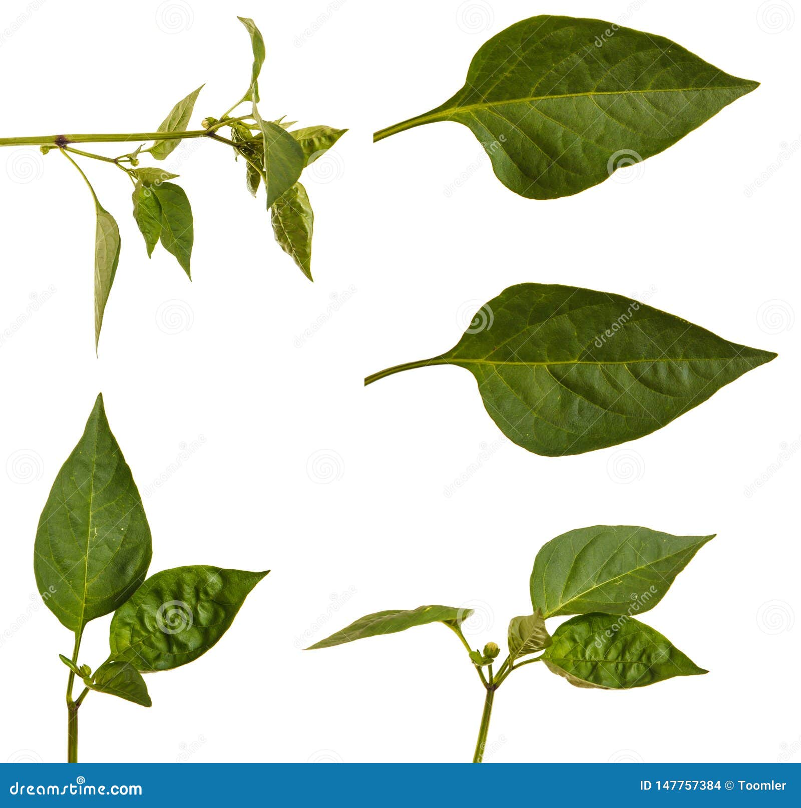 Leaves of Sweet Pepper. Isolated on White Stock Photo Image of