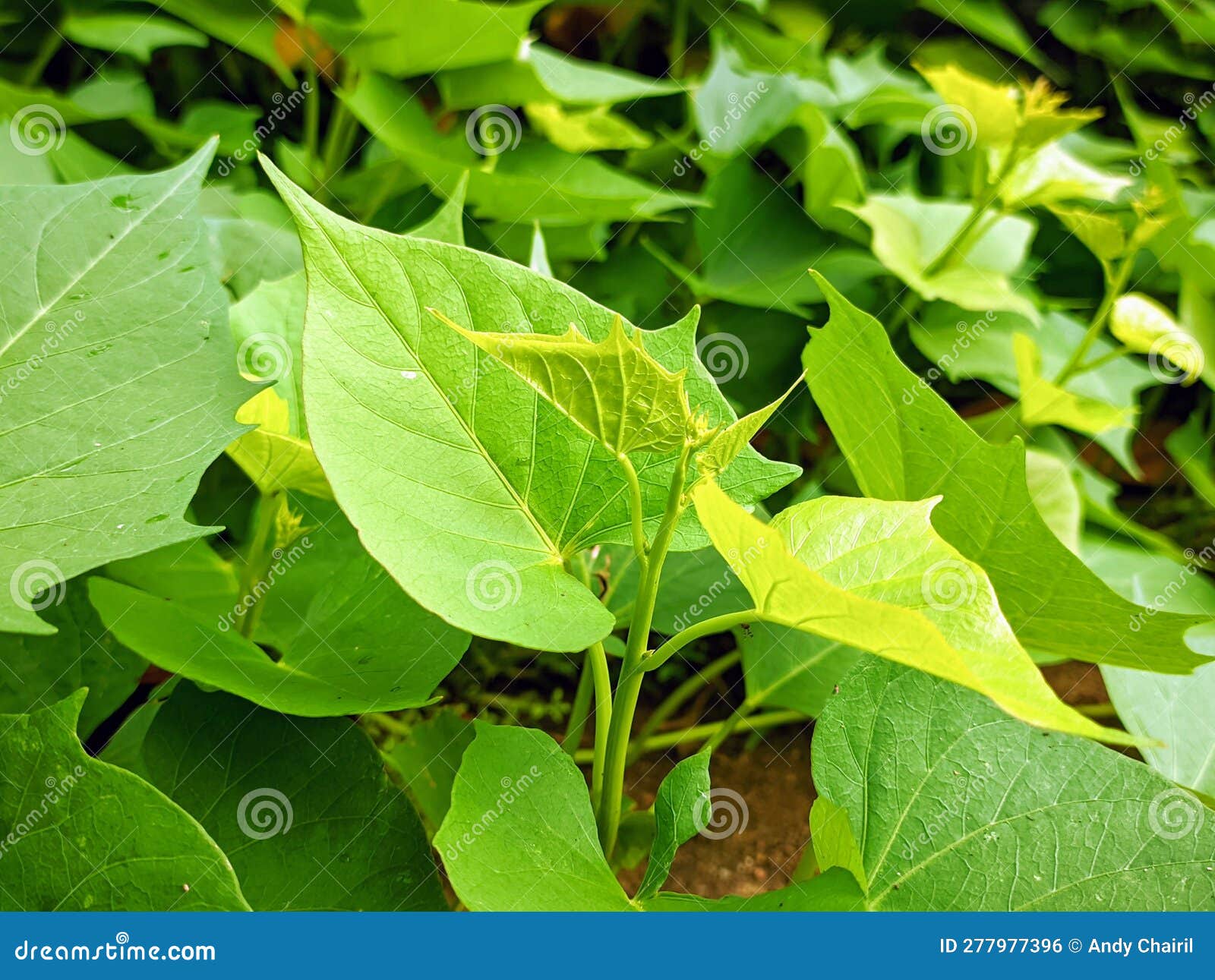 Leaves of the Sweet Potato Plant Stock Photo Image of background