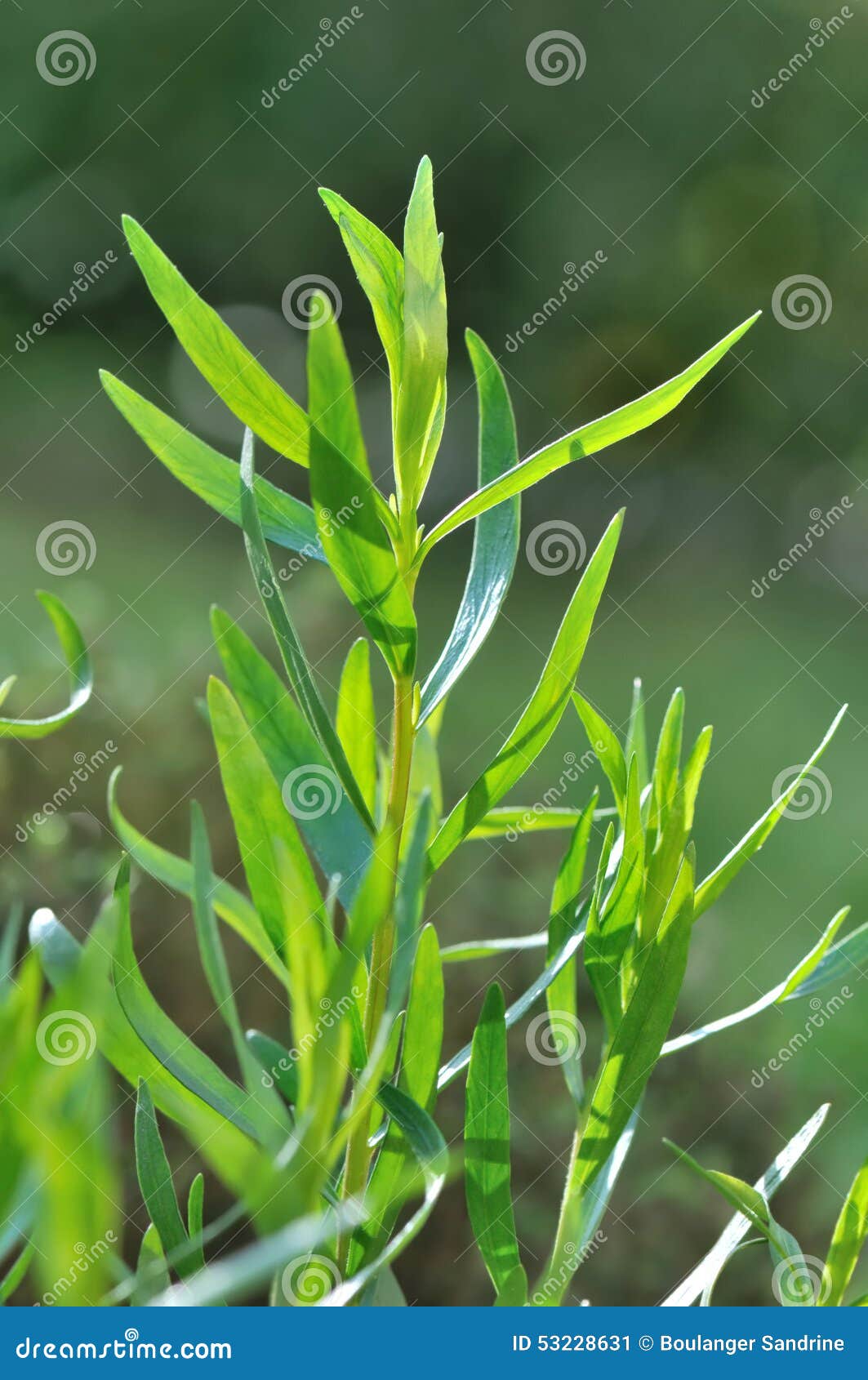 Leaves of tarragon stock image. Image of culinary, green 53228631