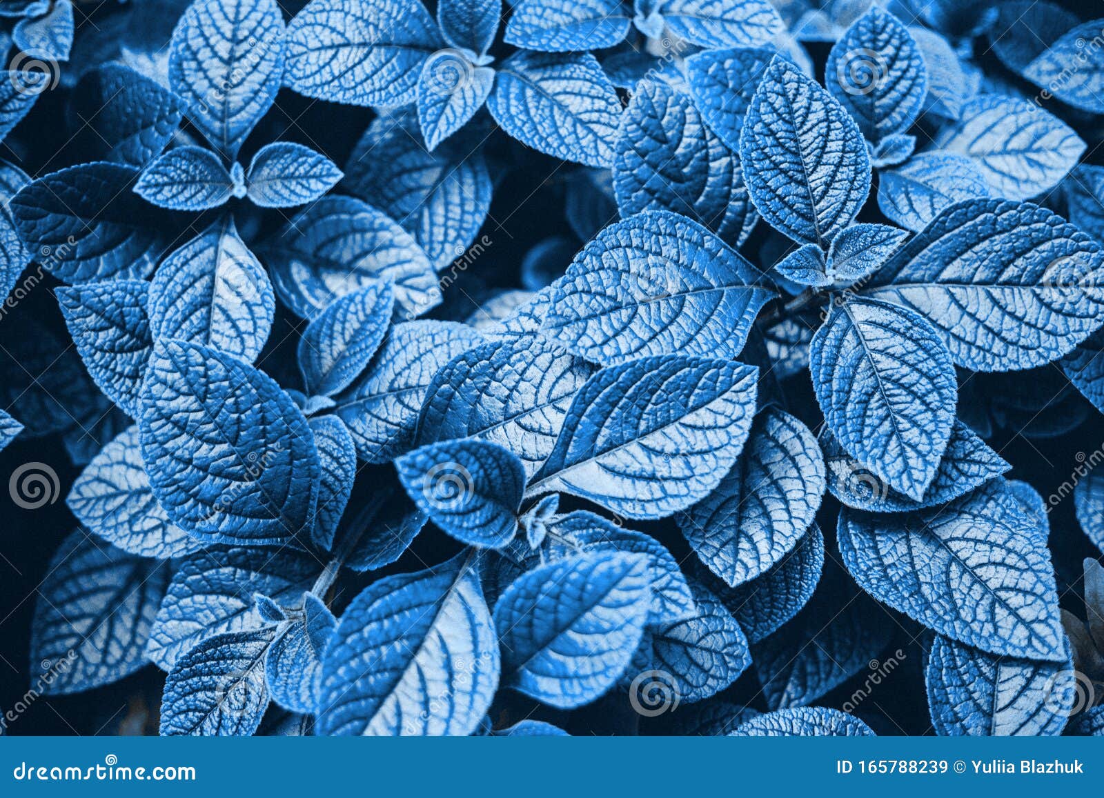 Leaves Texture Natural Background. Blue Color. Botanical Leaf. Trend of  2020 Stock Image - Image of colour, abstract: 165788239