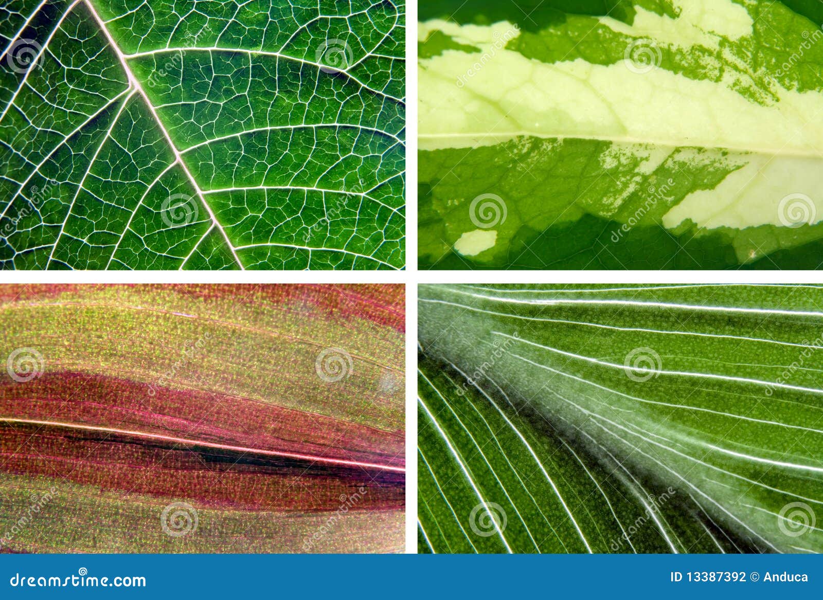 Leaves textures stock photo. Image of brown, leaf, colourful 13387392