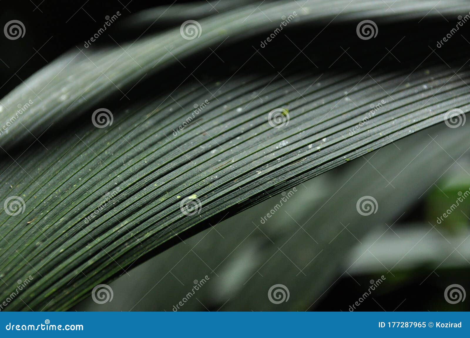 leaves of tropical plants growing in the jungle. details of the innervation of the leaf blade. nerves and connections of green