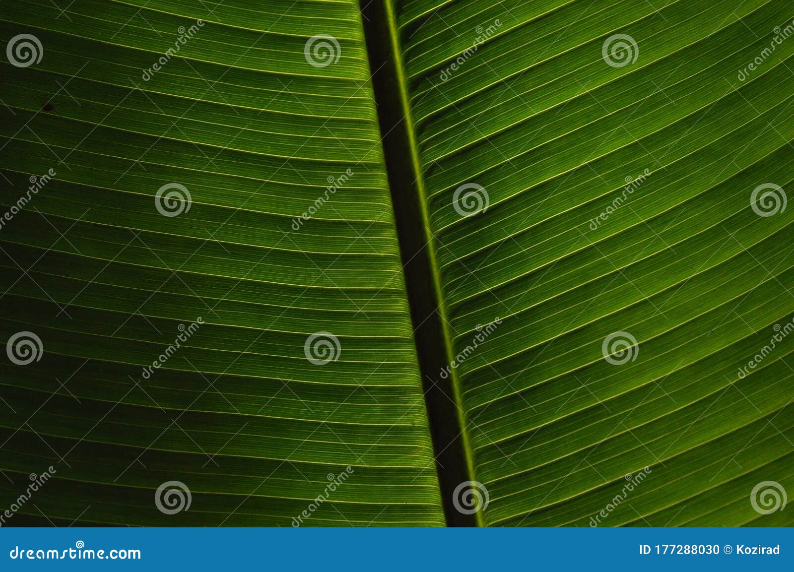 leaves of tropical plants growing in the jungle. details of the innervation of the leaf blade. nerves and connections of green