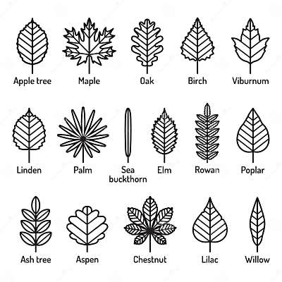 Leaves Types with Names Icons Vector Set. Outline Black Icons Stock ...