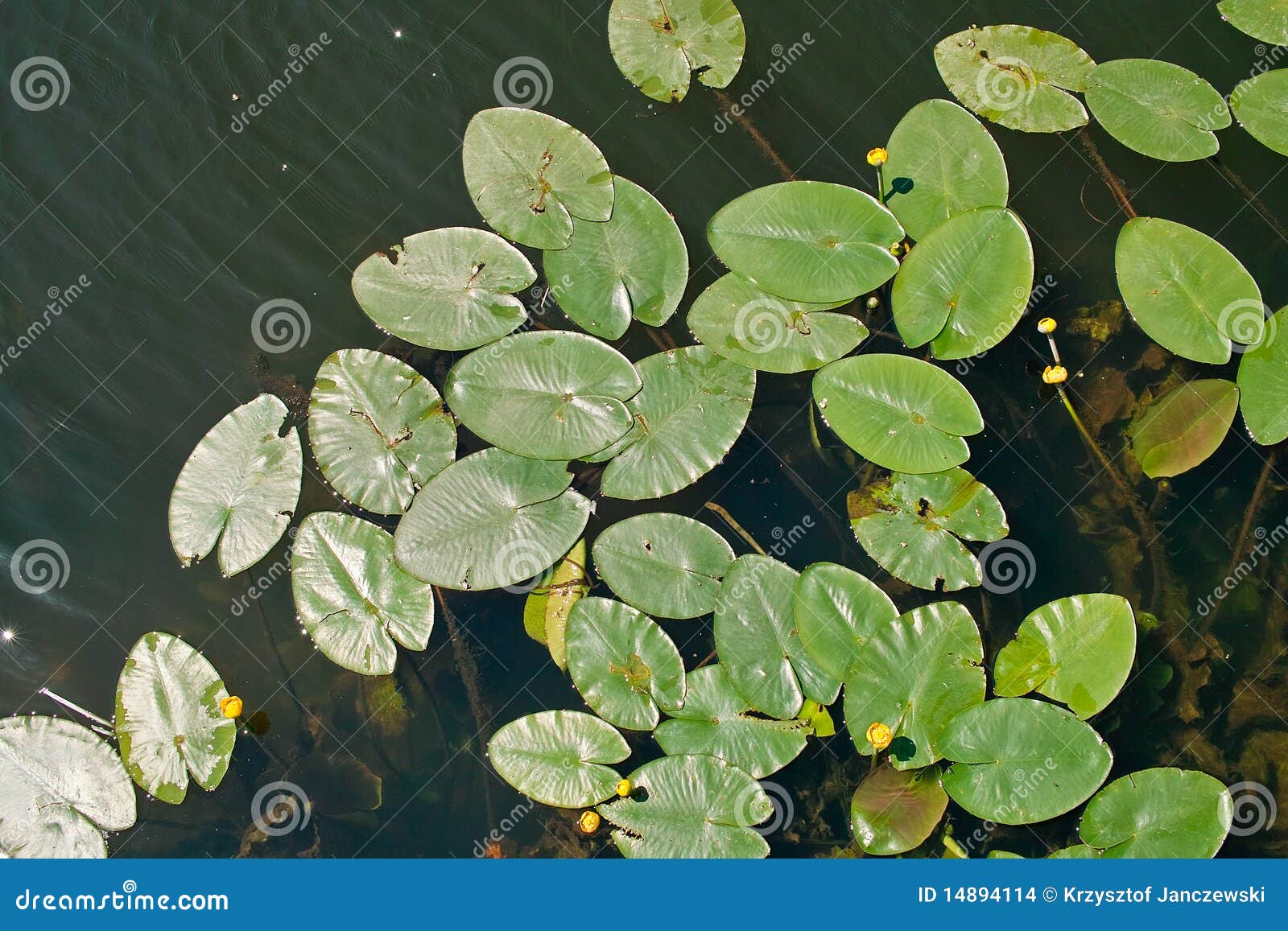 Leaves on the water. stock photo. Image of outdoors, lake - 14894114