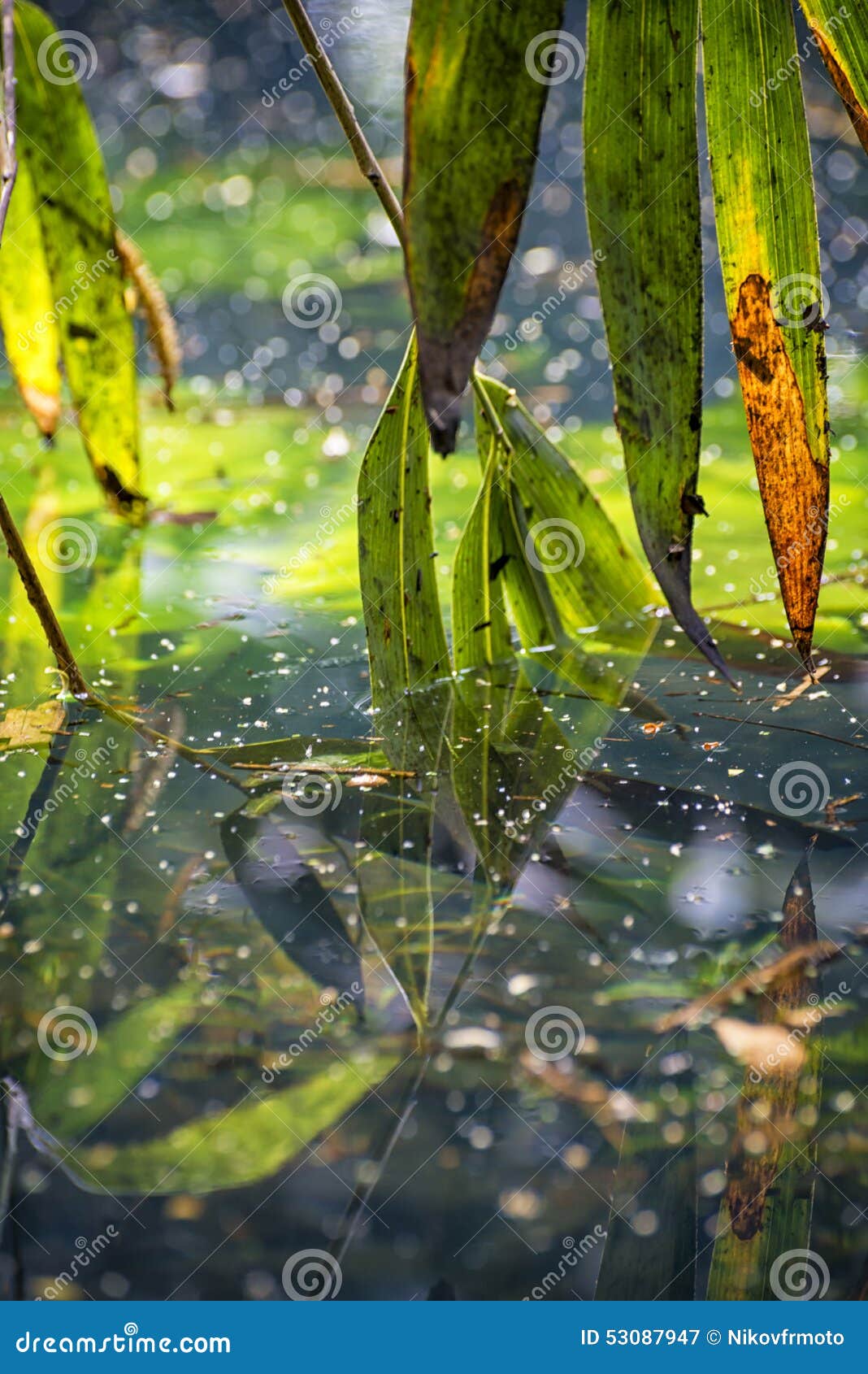 leaves in the water