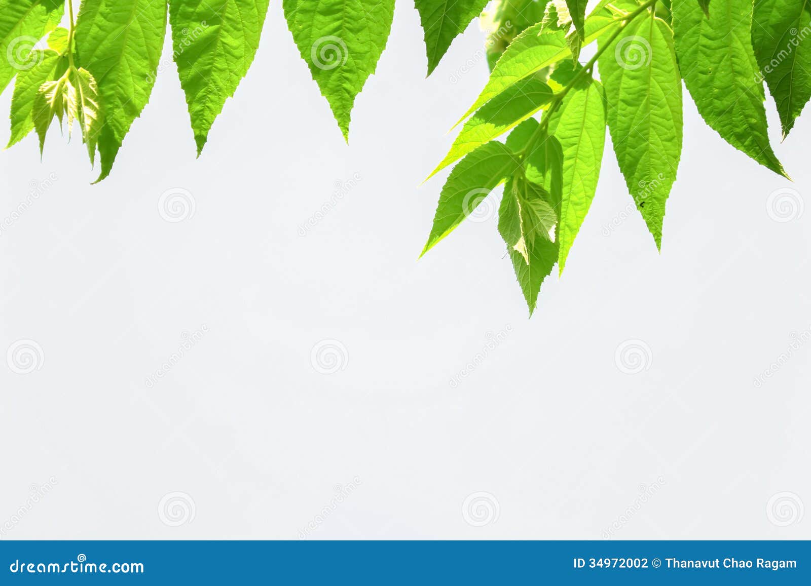 Leaves with White Background Stock Photo - Image of foliage, leaves