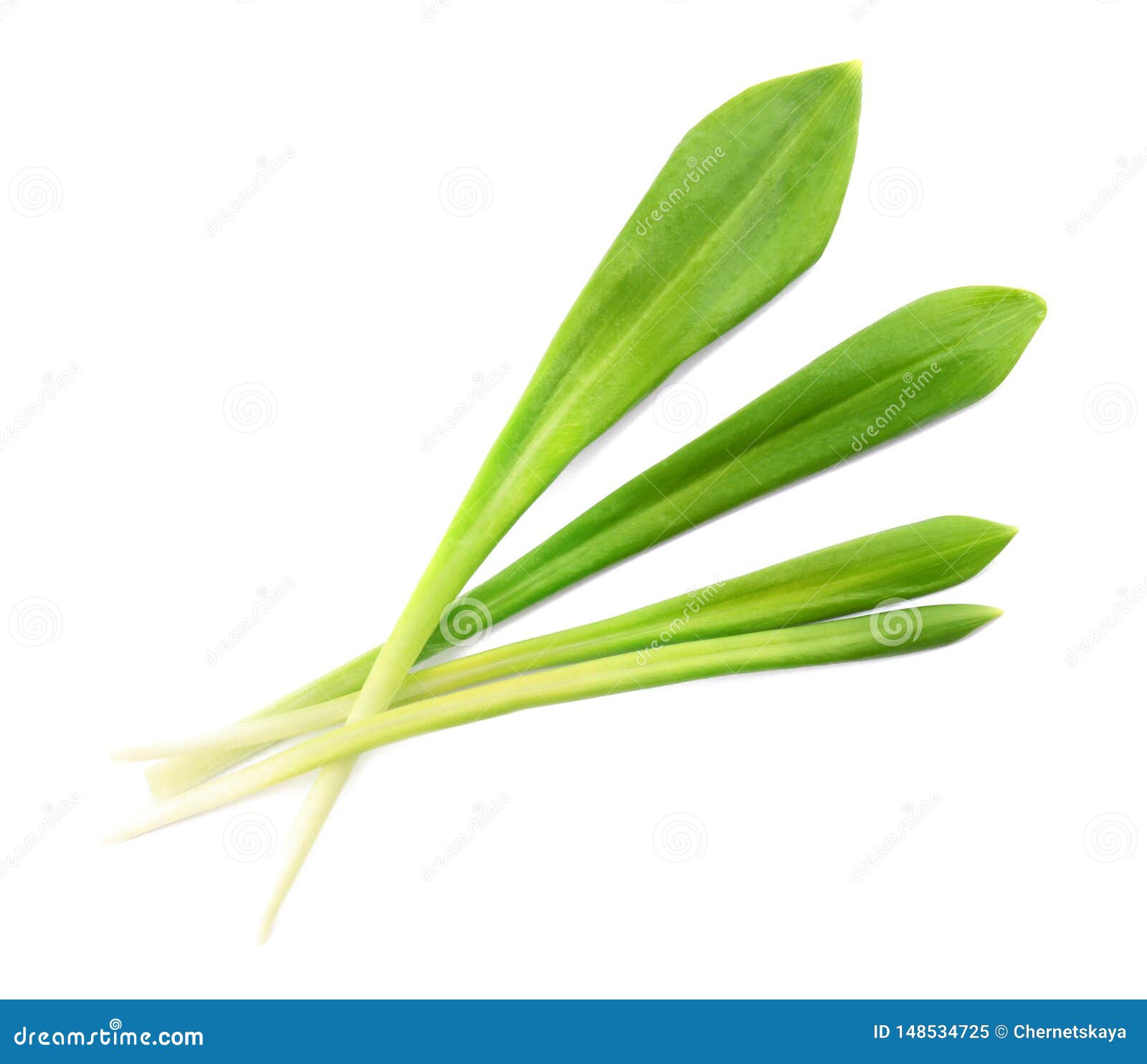 Leaves of Wild Garlic or Ramson Isolated on White Stock Image Image