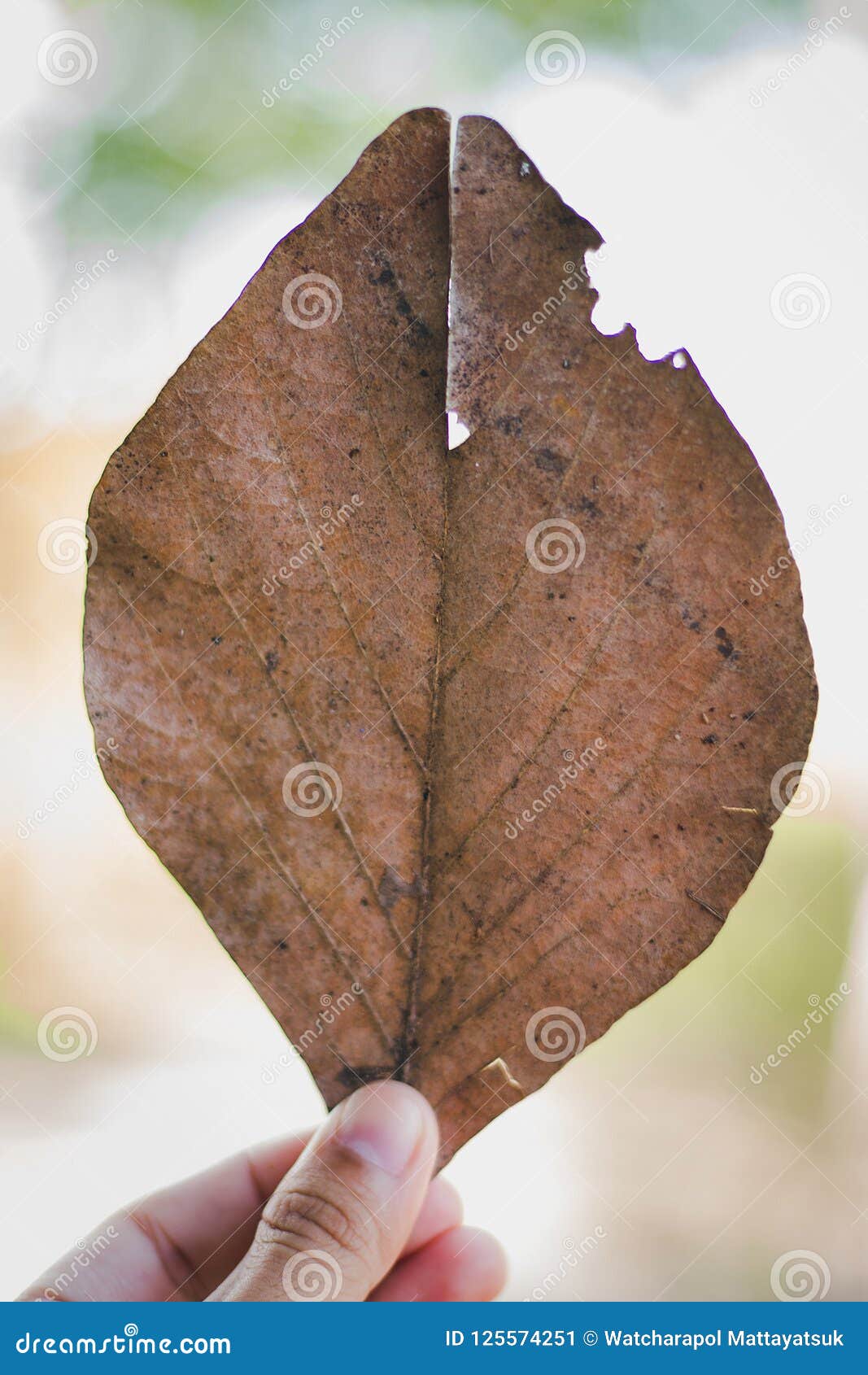 The Leaves are Wilted by Time. Stock Image Image of autumn, like