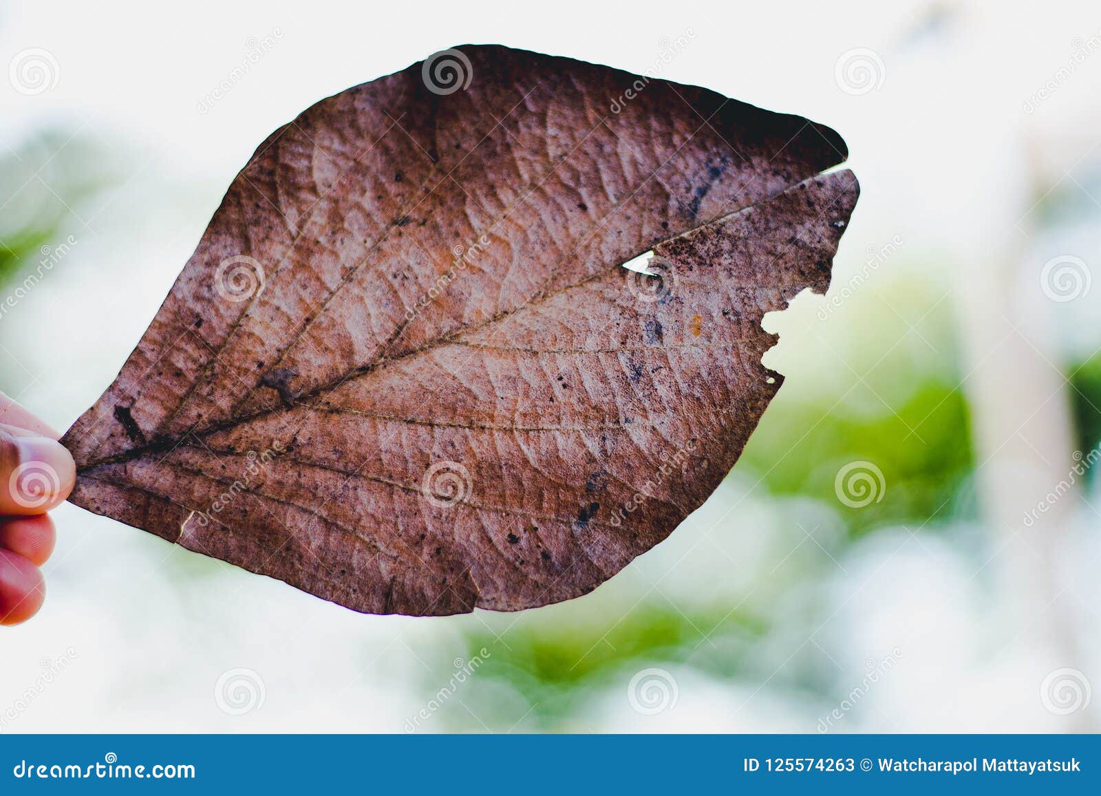The Leaves are Wilted by Time. Stock Image Image of corrosion