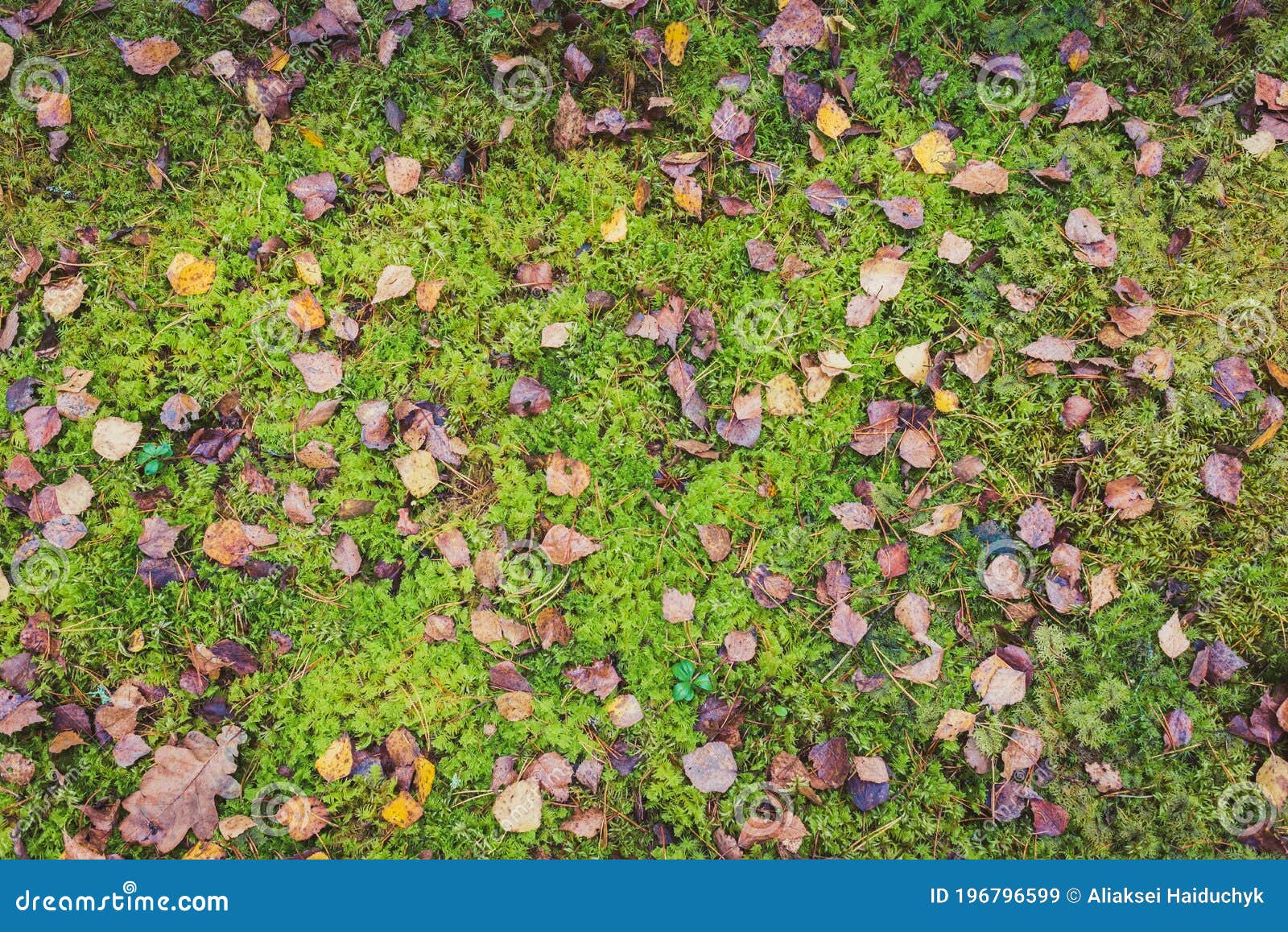 Leaves Yellowed In Autumn On Green Grassleaves Yellowed In Autumn On