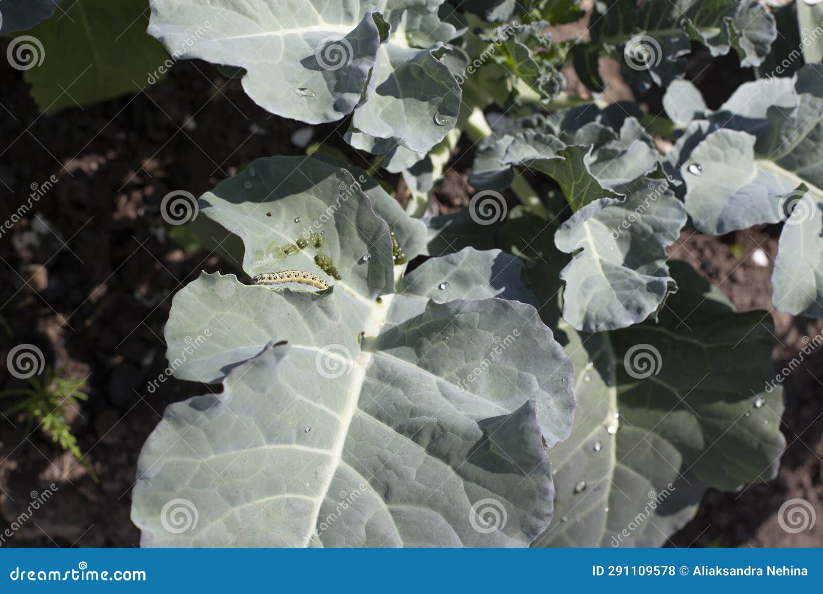 The Leaves of Young Broccoli are Infested by Caterpillars. Pests on