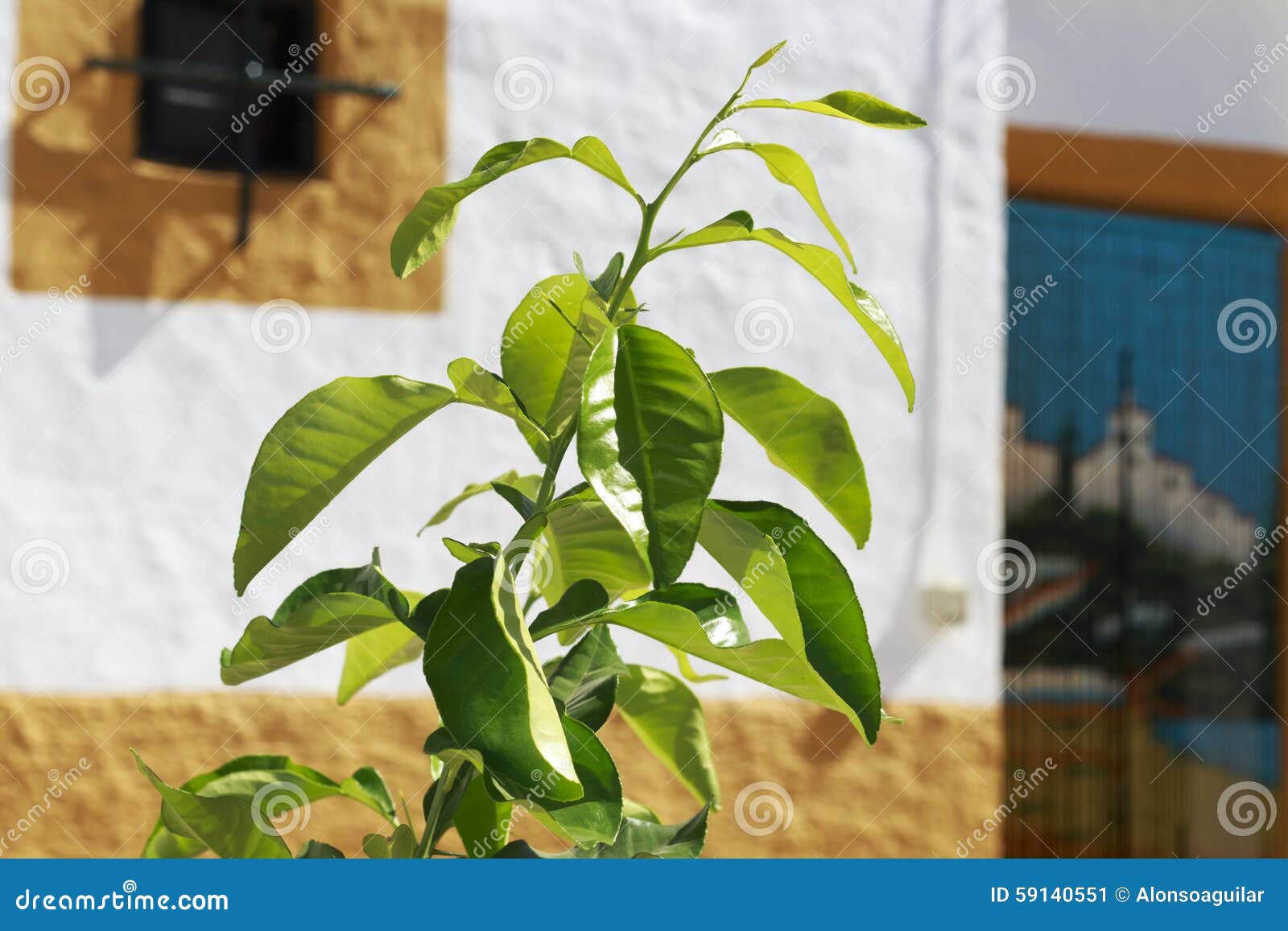 Leaves Of Young Orange Tree Stock Image Image Of Countryside Windown Leaves Of Young Orange Tree Stock Image Image Of Countryside Windown