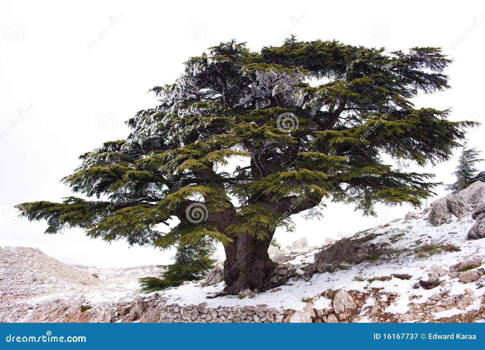 Lebanese Cedar stock image. Image of chouf, mount, mediterranean 16167737