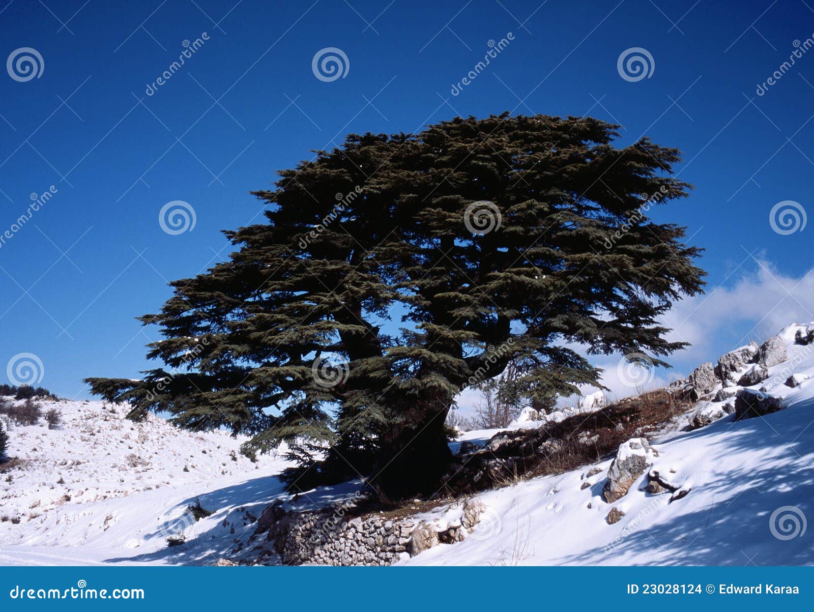 Lebanese Cedar stock photo. Image of chouf, trees, lebanese 23028124