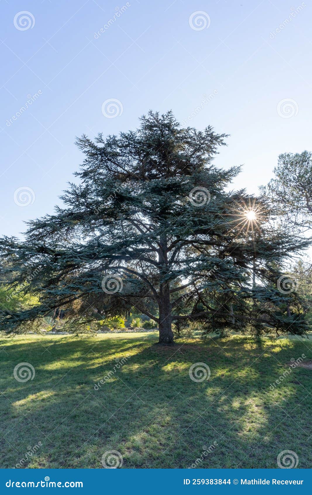 Lebanese Cedar in the Nature. Sun Ray Crossing the Masterly Tree Stock