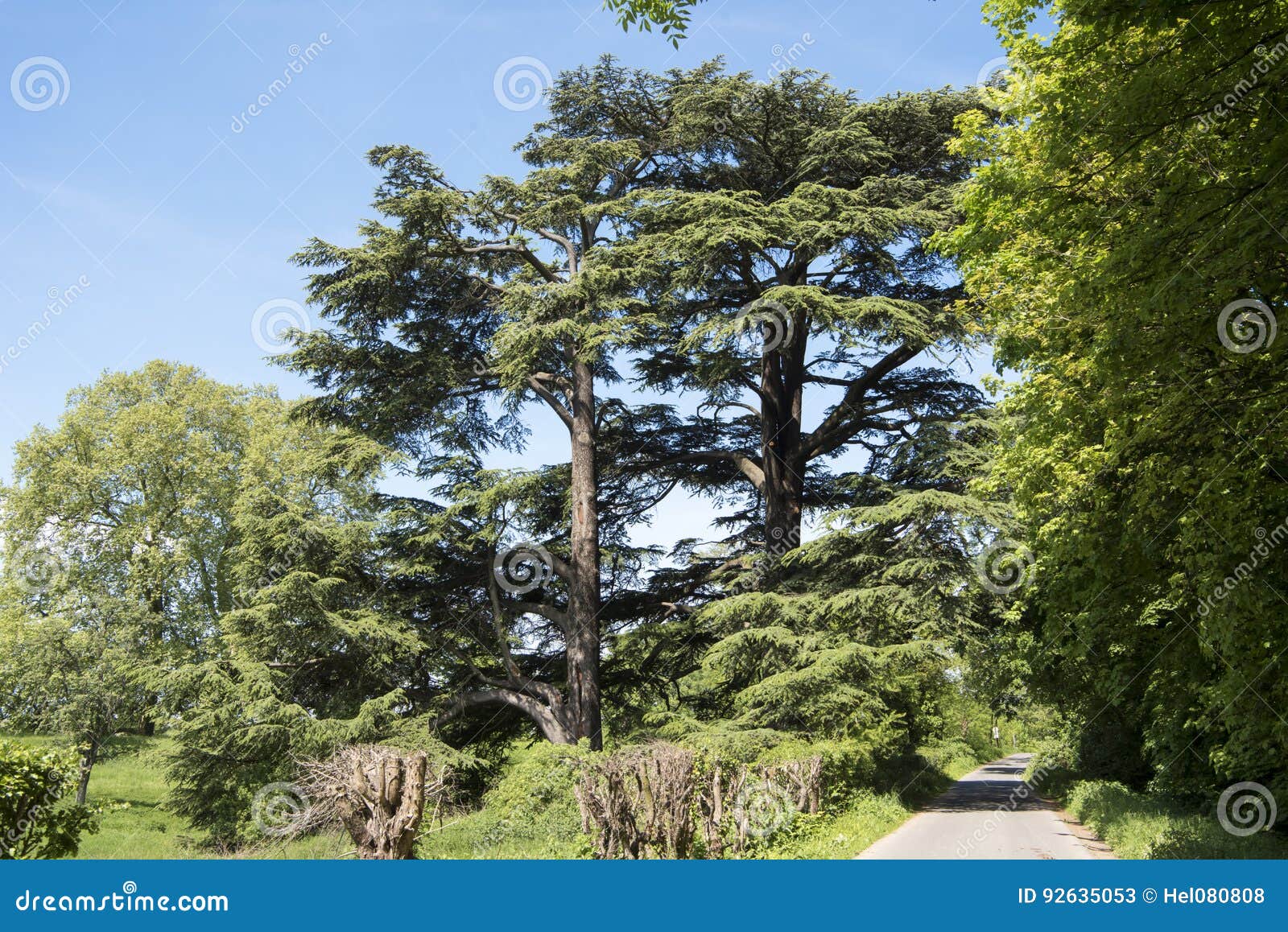 lebanon cedar, old protected tree in park