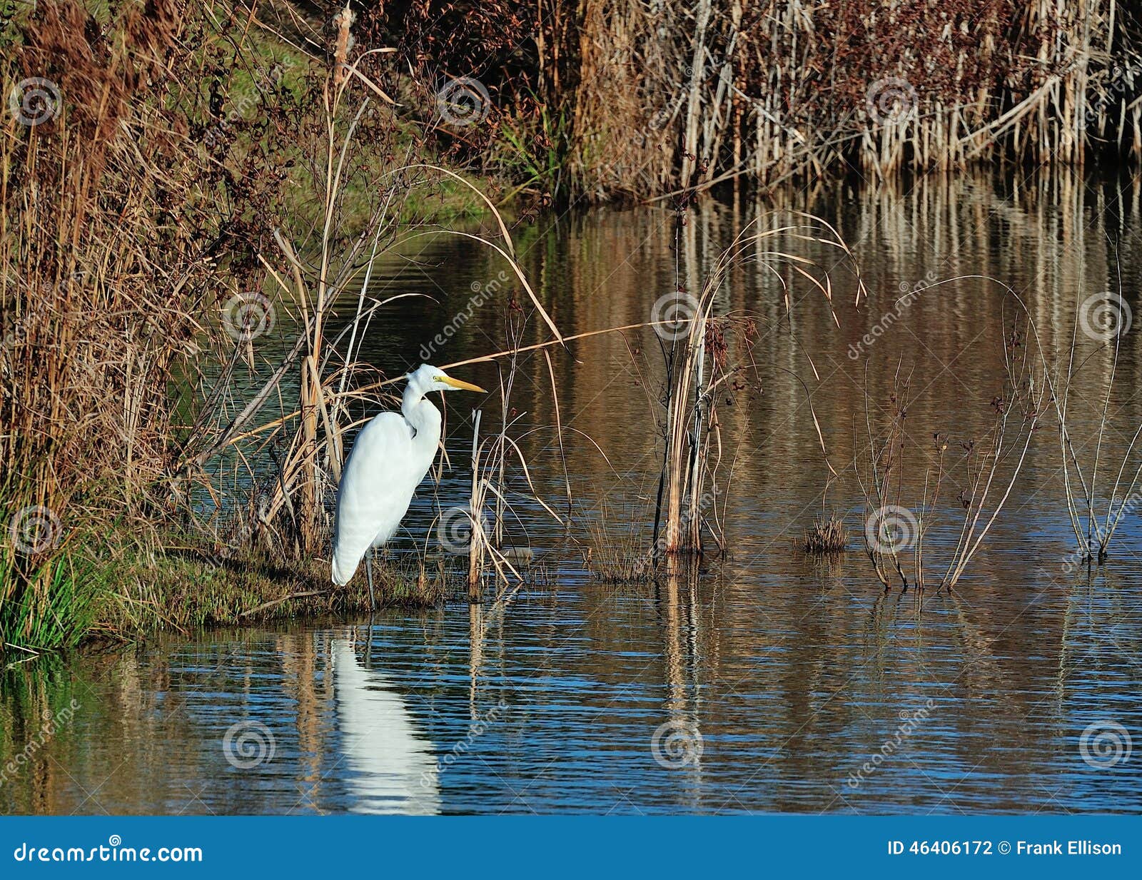Leben in dem Teich stockfoto. Bild von grün, lang, schilf 46406172