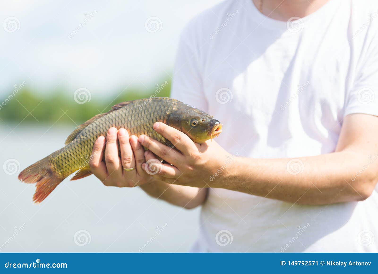 Lebender Karpfenfisch In Fischhanden Im Freien Konzept Der Fischerei Und Des Hobby Stockbild Bild Von Leben Freude 149792571